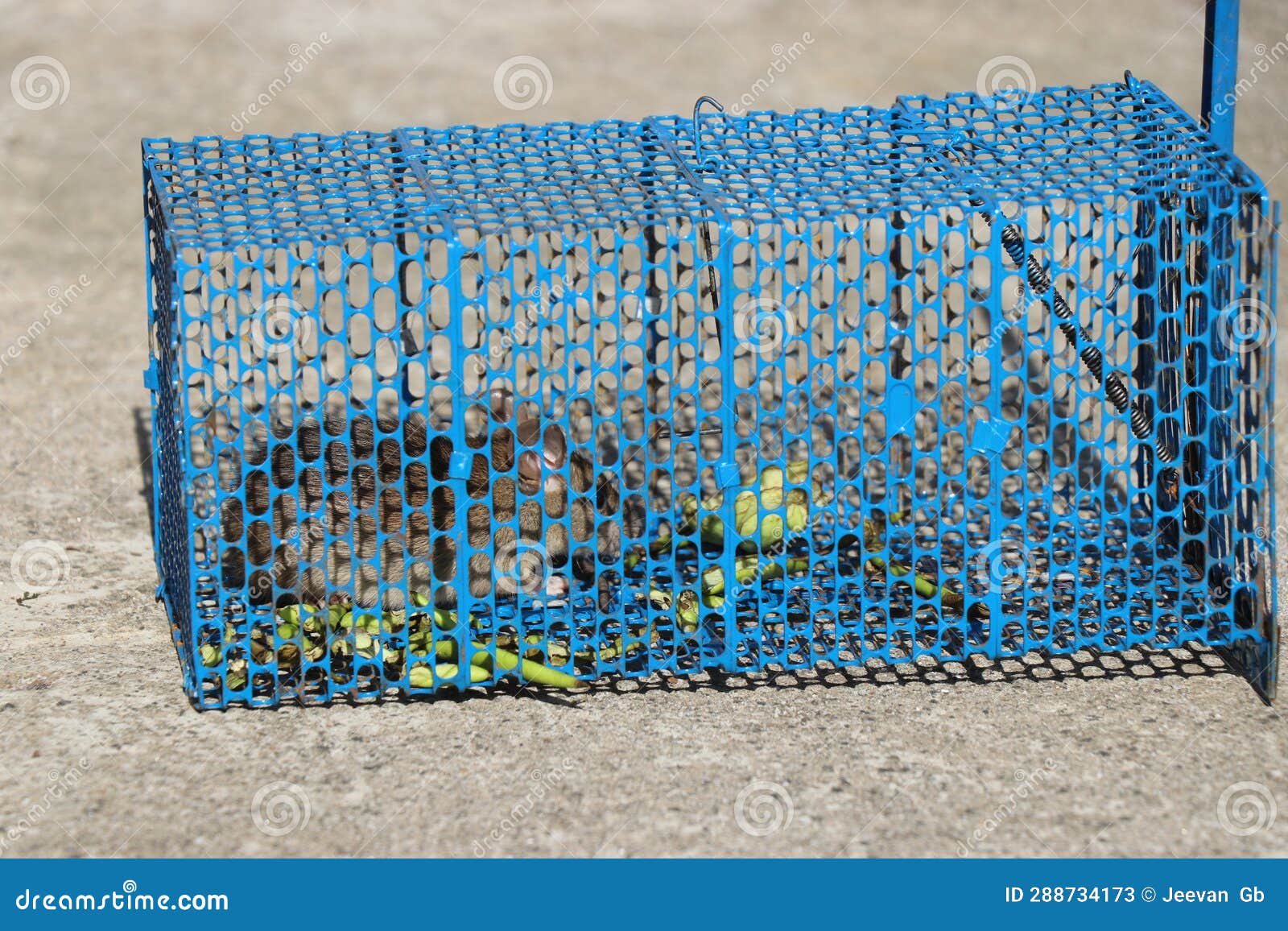 Mouse Trap with a Trapped Mouse. Cage Made from Steel Mesh on Outdoors