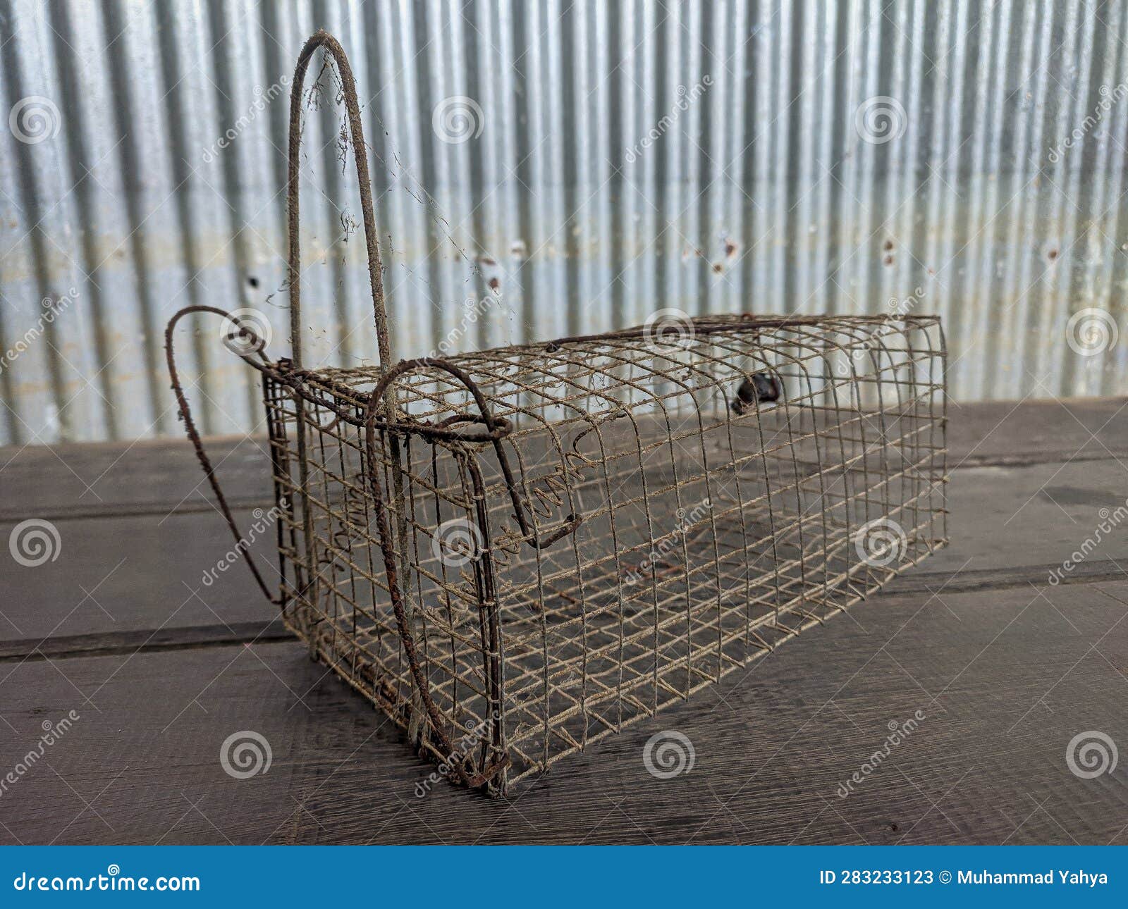 Mouse Traps with Bait are Effective for House Mice Stock Image Image