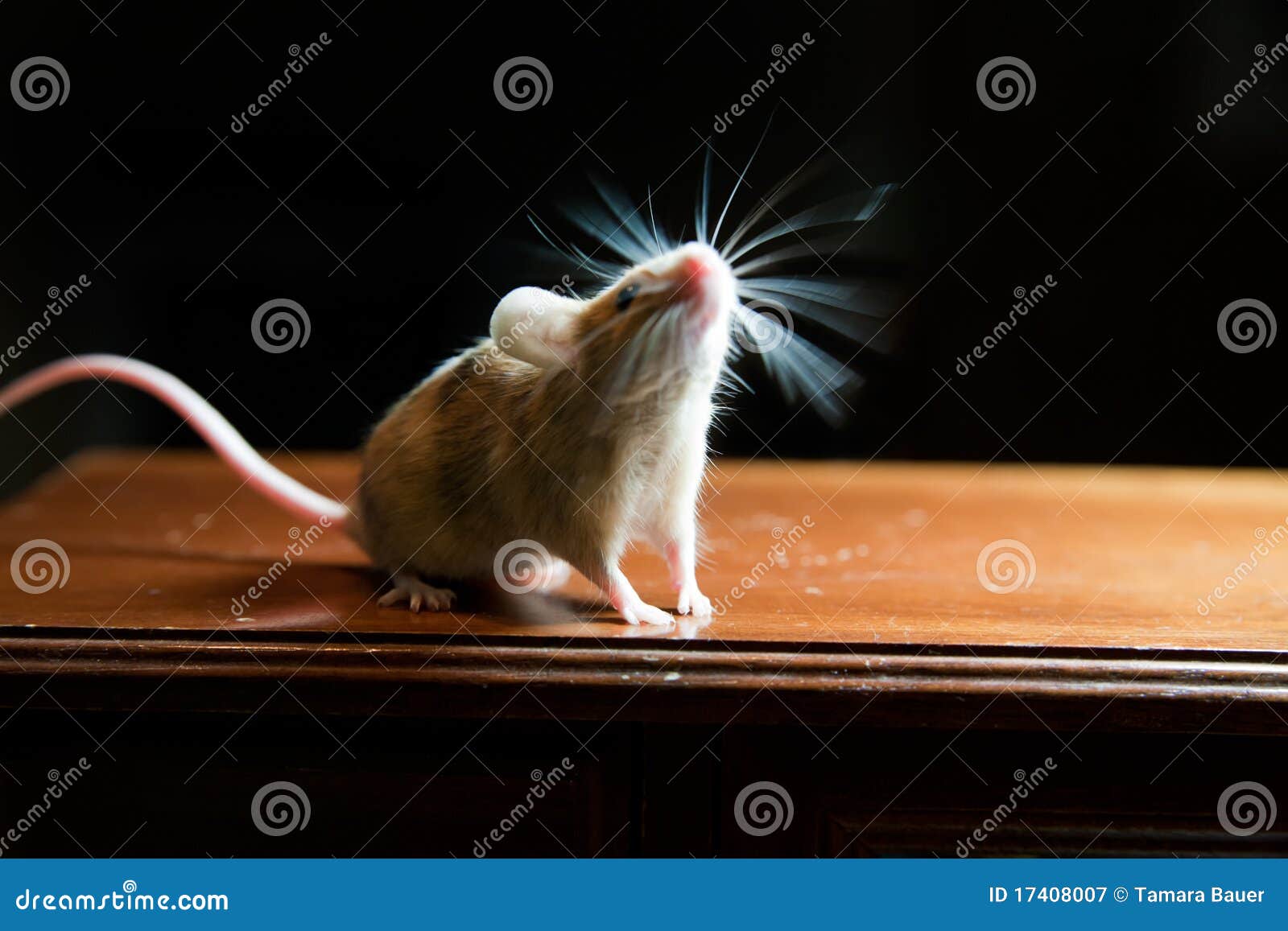 mouse with twitching whiskers