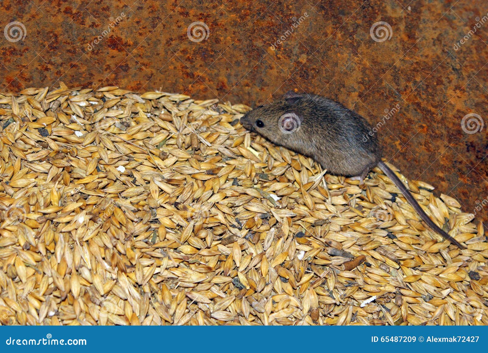 Mouse on the Wheat in the Pantry Stock Image Image of larder, mammal