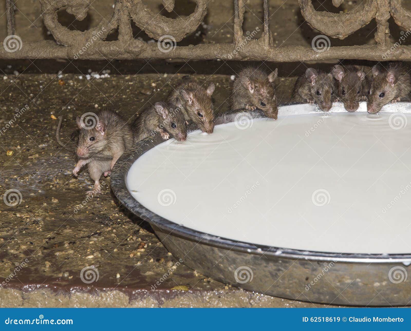 Mouse Drinking Water RoyaltyFree Stock Photo 31642839