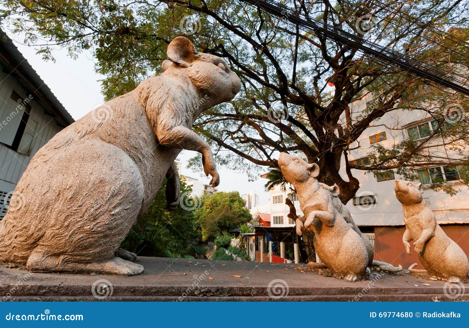 rato gigante na rua