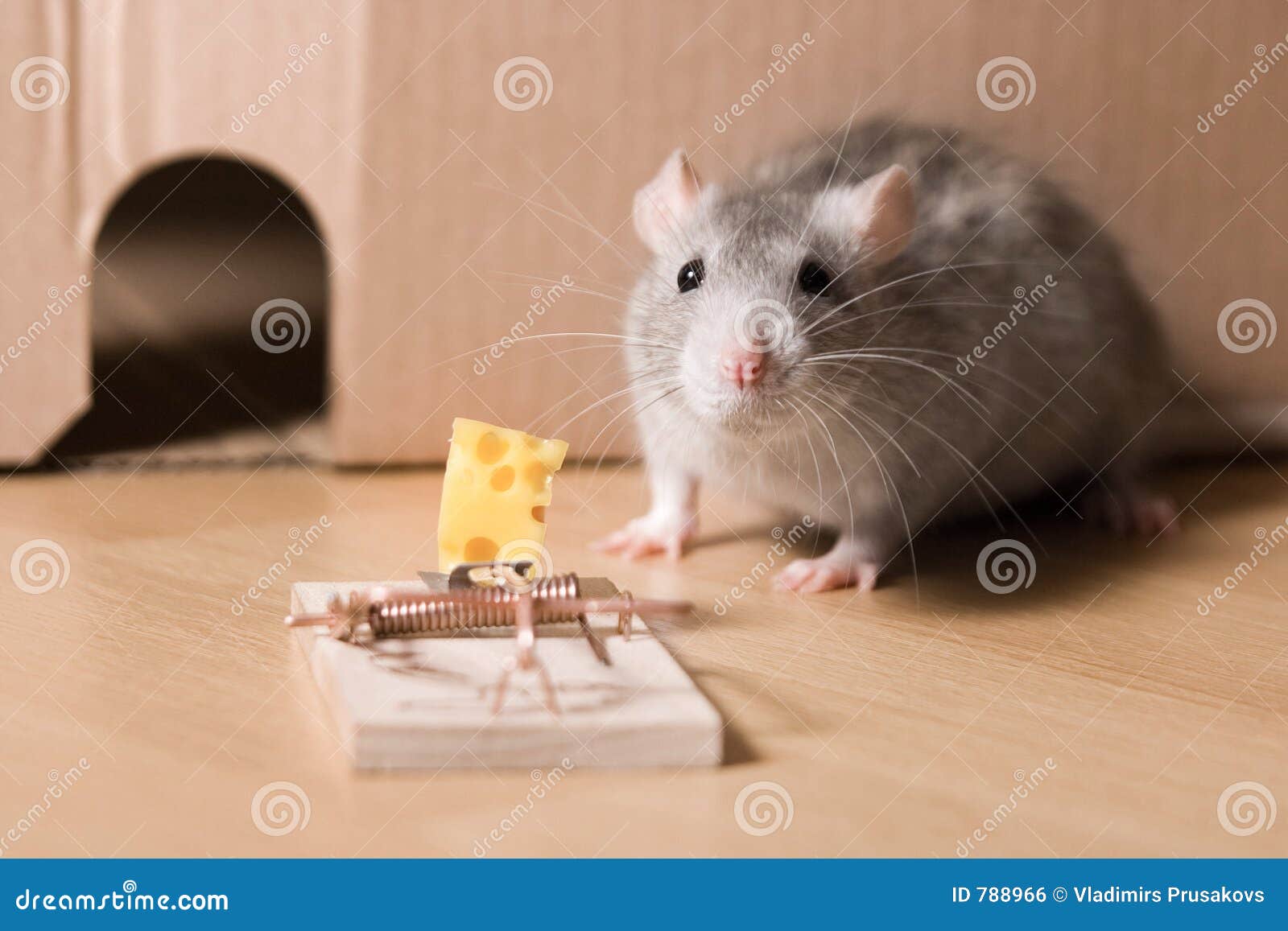 https://thumbs.dreamstime.com/z/mousetrap-cheese-788966.jpg