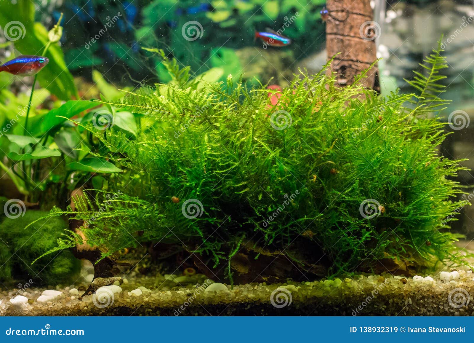 Mousse/Vesicularia De Java Dans L'aquarium Image stock - Image du