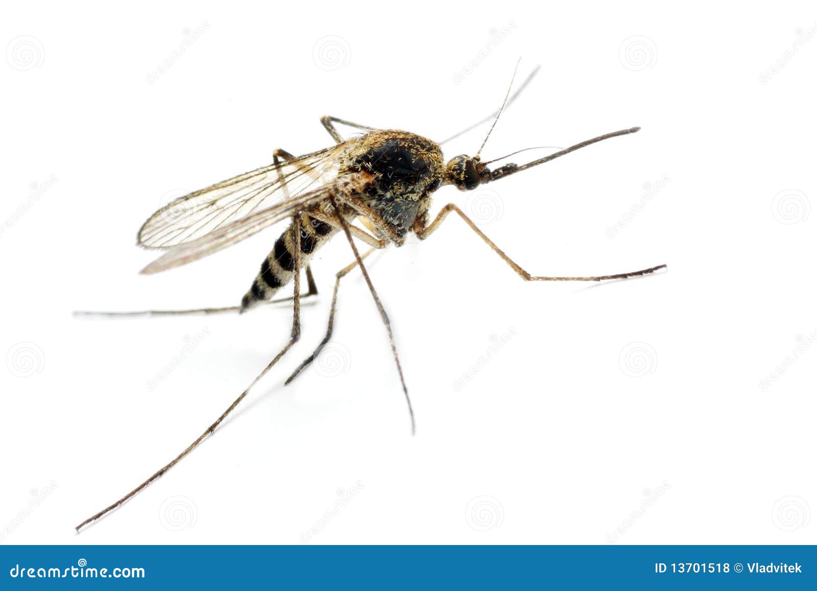 Moustique D Anopheles Photo Stock Image Du Anophele