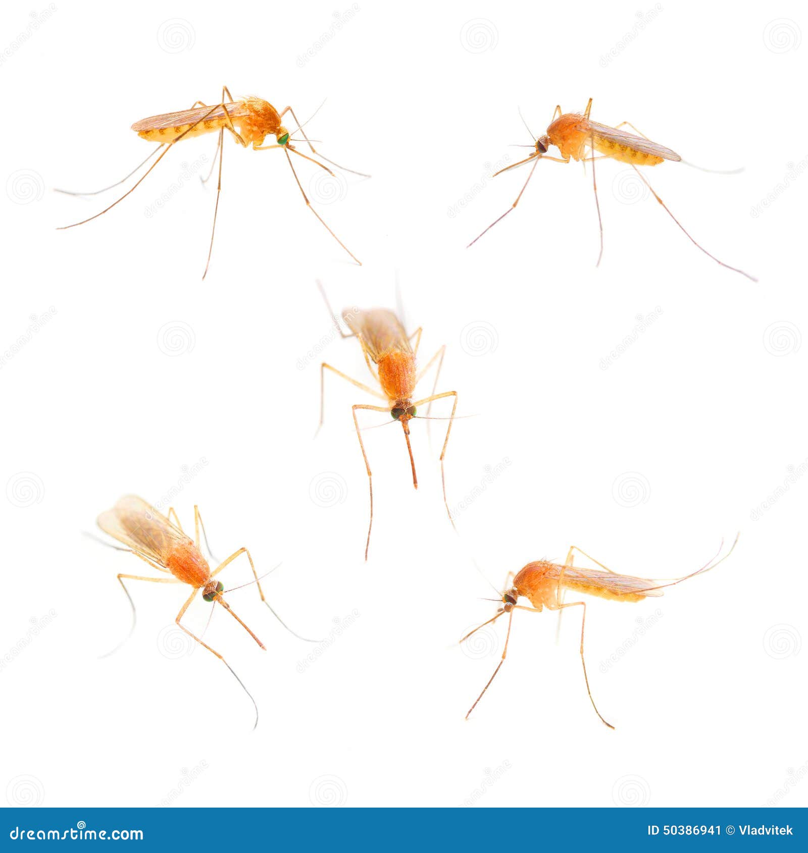 Оранжевый комар