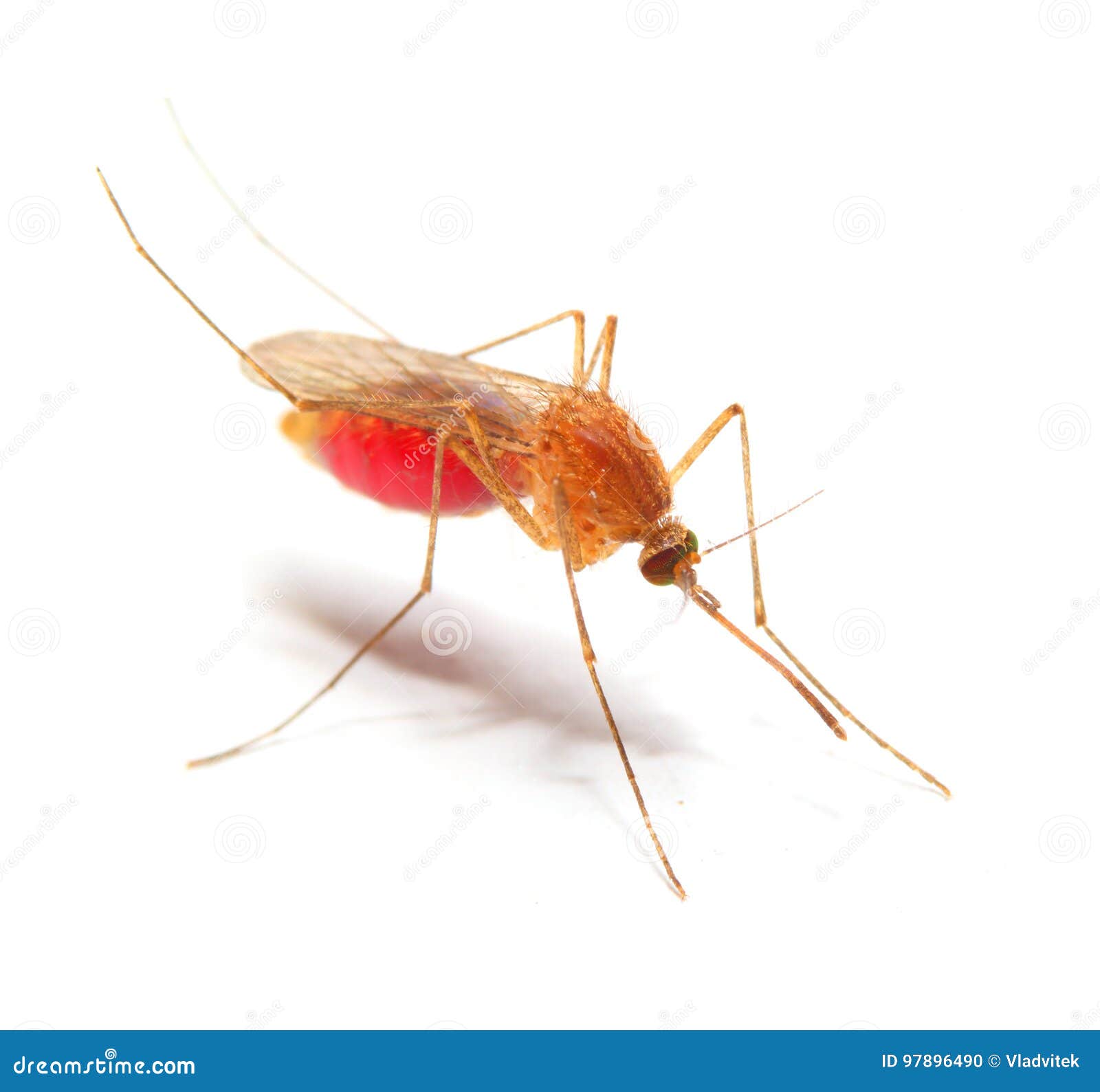Moustique D Anopheles Photo Stock Image Du Animal Maladie