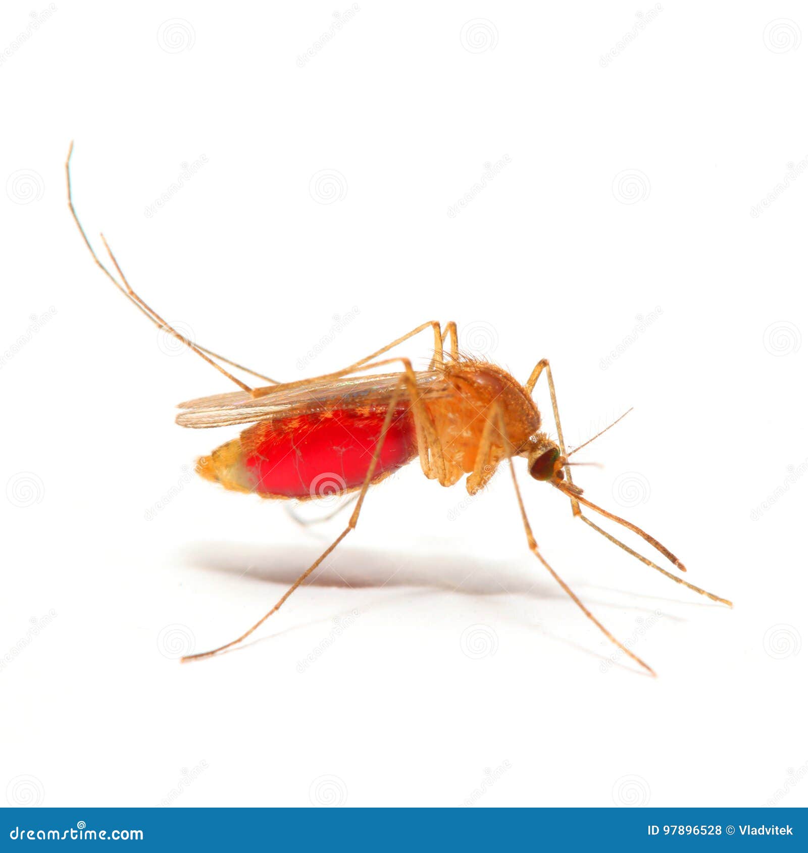 Moustique D Anopheles Photo Stock Image Du Maladie Lyme