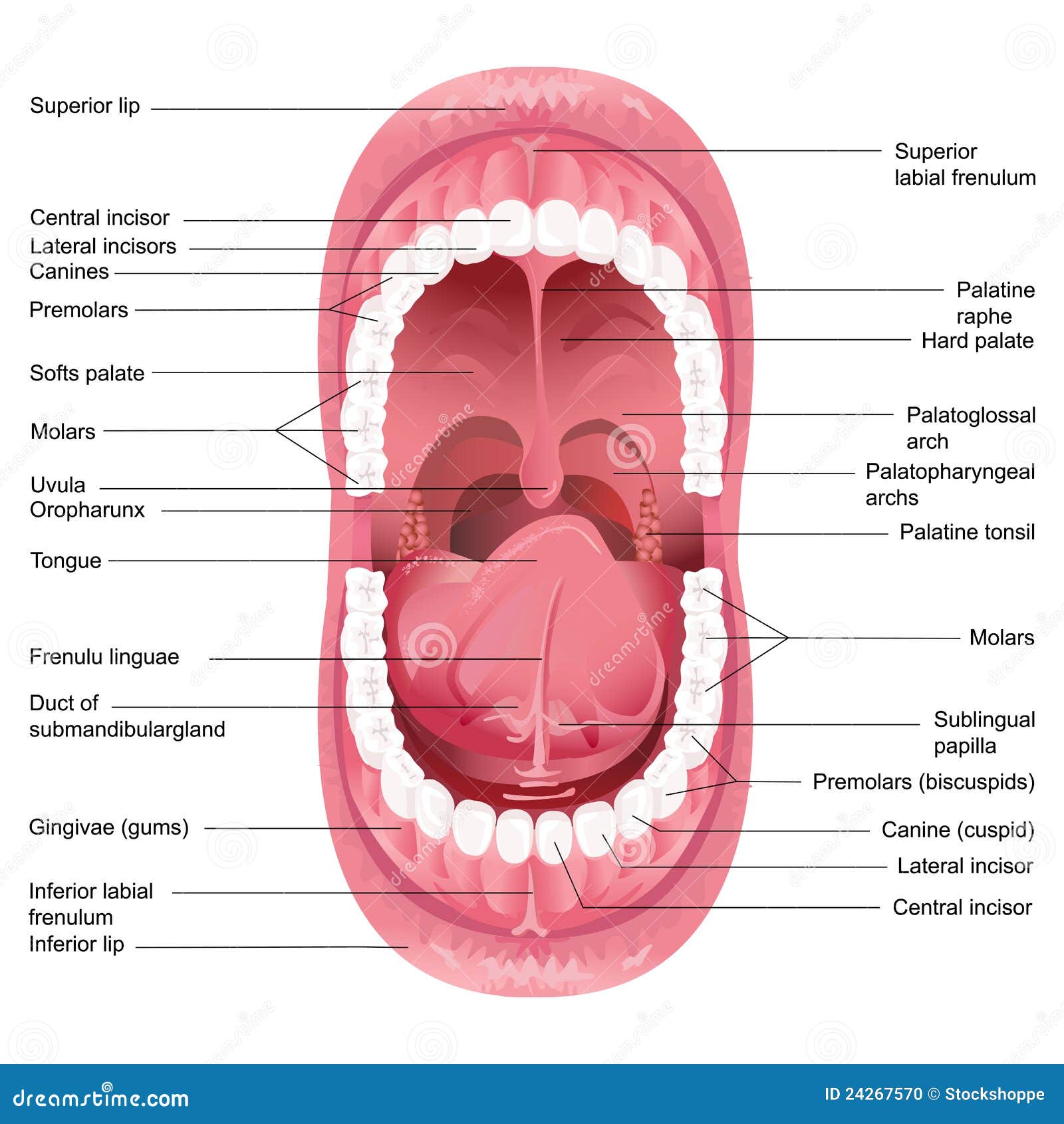 mouth anatomy