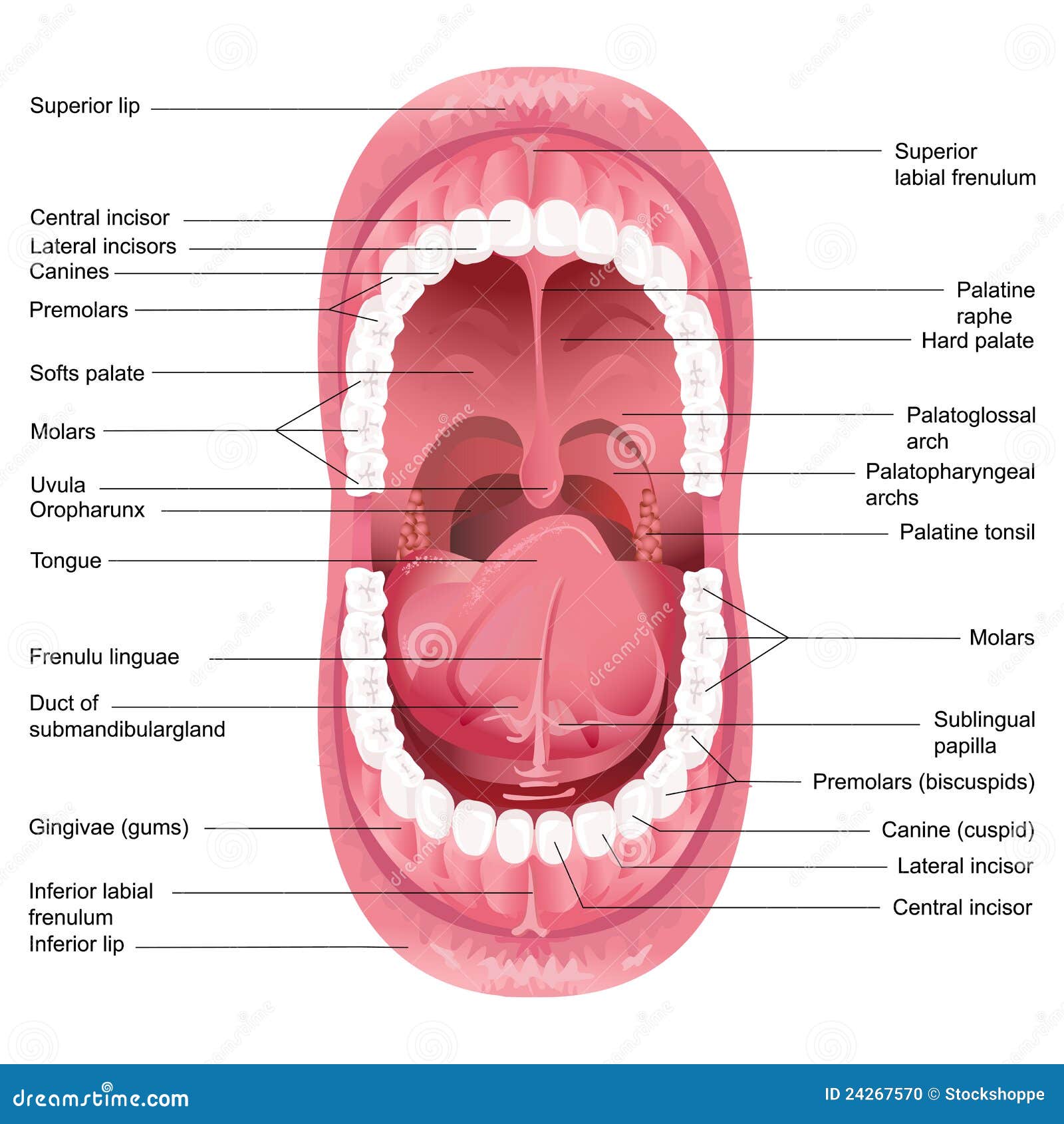 Mouth Anatomy stock vector. Image of lower, chart, bone - 24267570