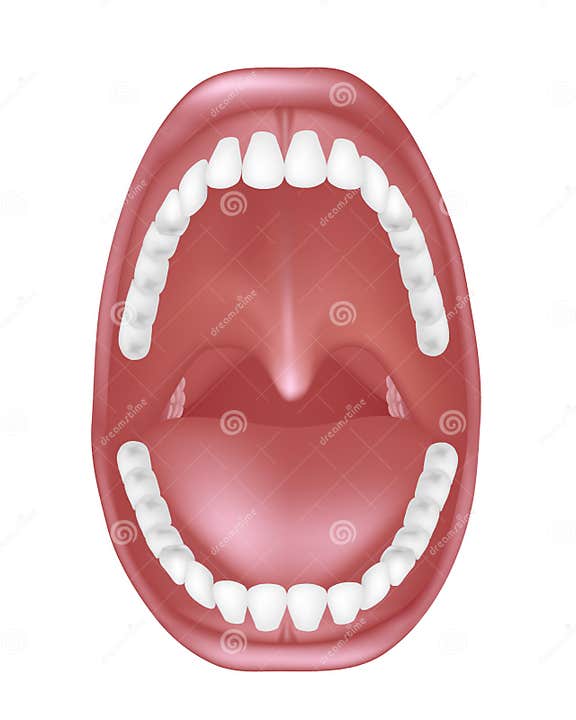Mouth anatomy stock vector. Illustration of healthcare 27962906