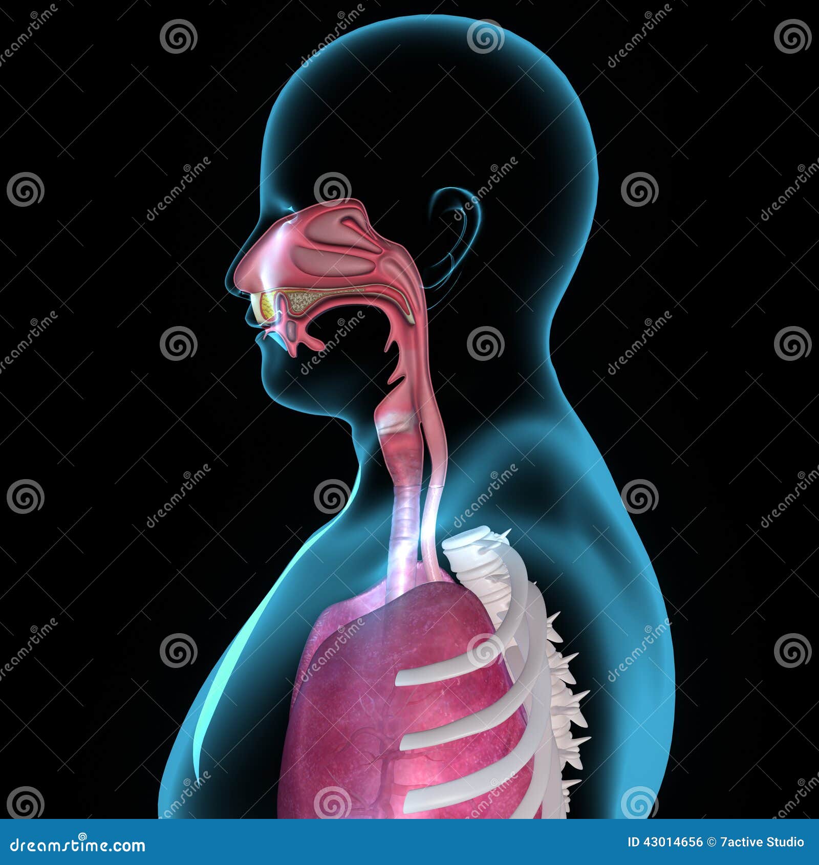 Human Respiratory System Cross Section, Head Part. Royalty-Free Stock