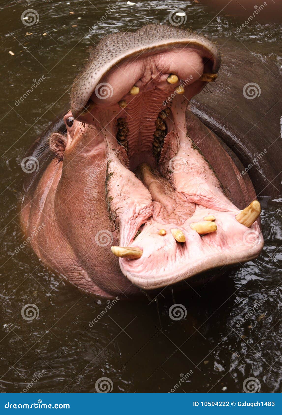 mouth of a hippo