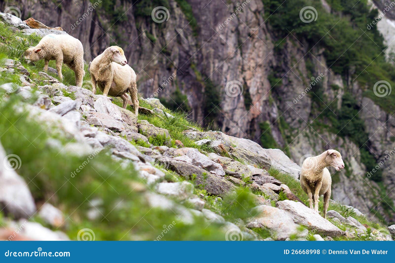 Deux ou trois moutons de montagne s'occupant de leurs jeunes dans les montagnes