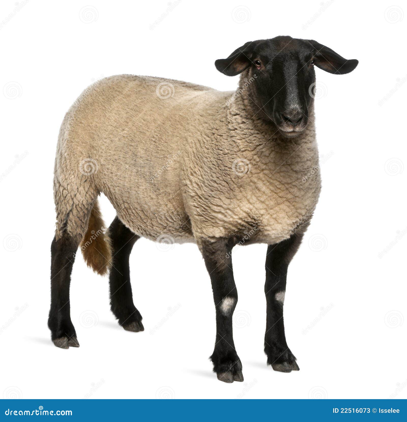 Comment S appelle La Femelle Du Mouton Moutons Femelles Du Suffolk, Bélier D'Ovis, 2 Années Image stock