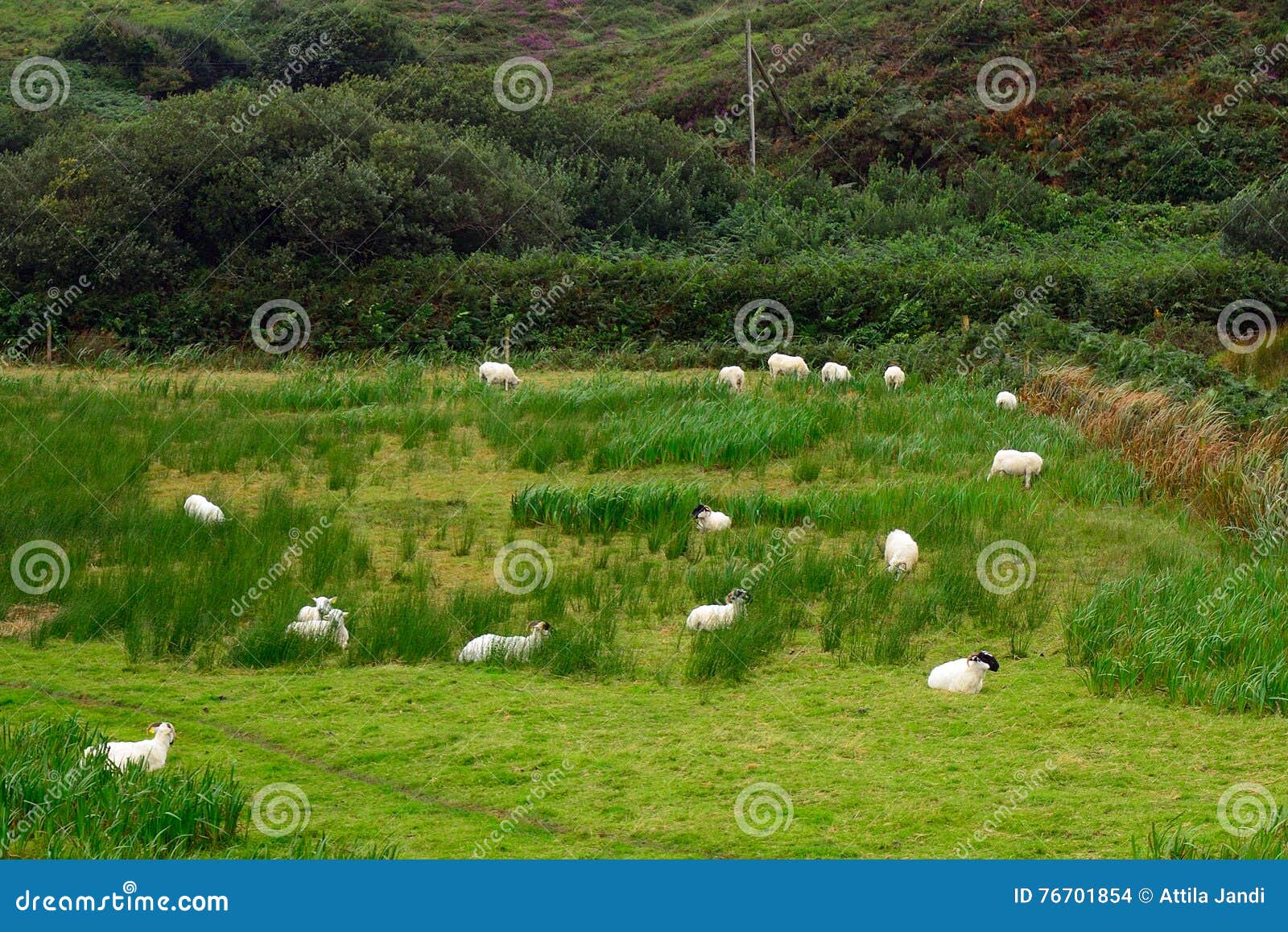 Moutons, Kerry, Irlande. Moutons en Kerry County, Irlande