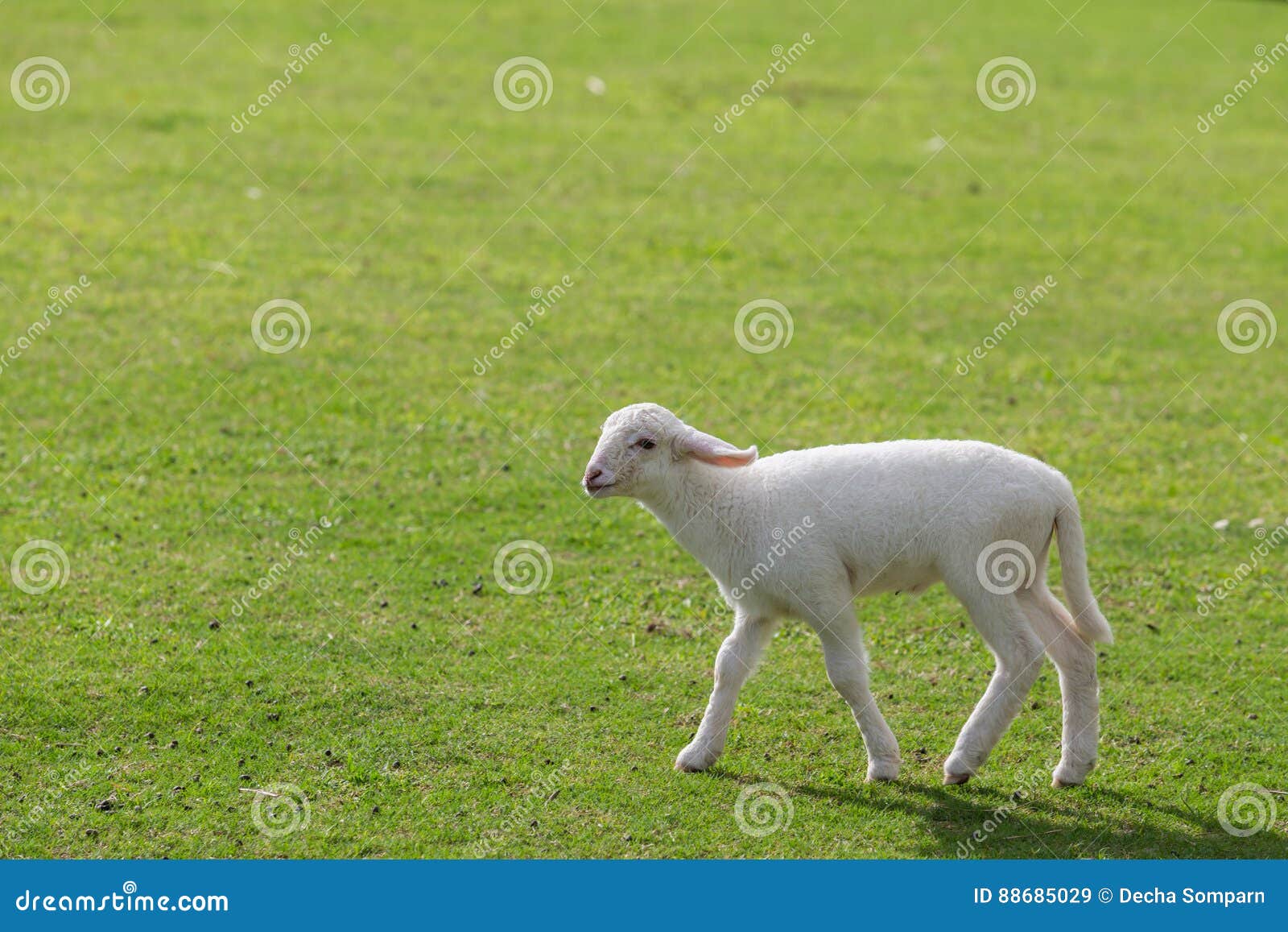 Moutons mangeant l'herbe dans la ferme