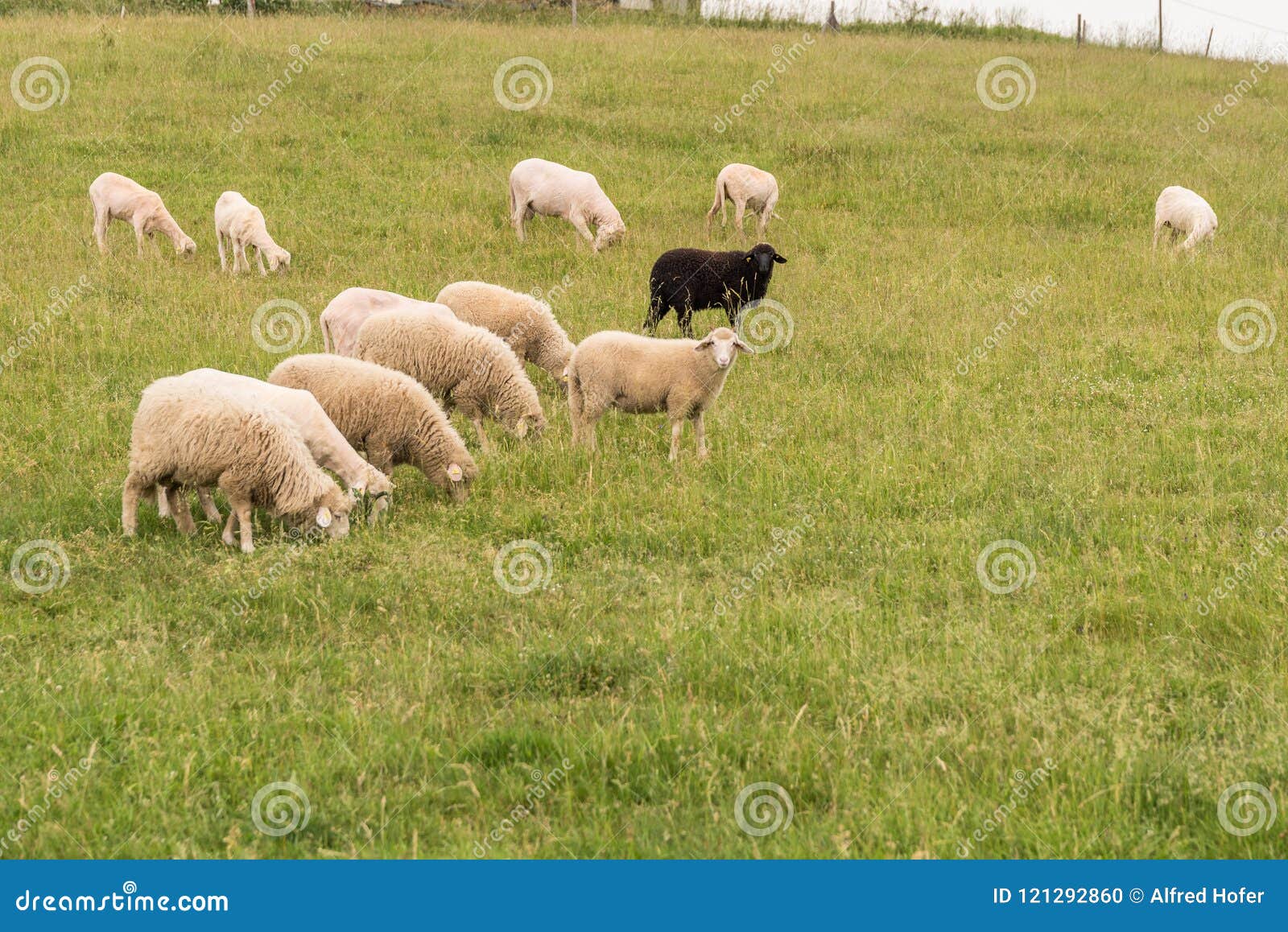 Moutons Noirs Avec Le Troupeau Blanc Photo Stock Image Du