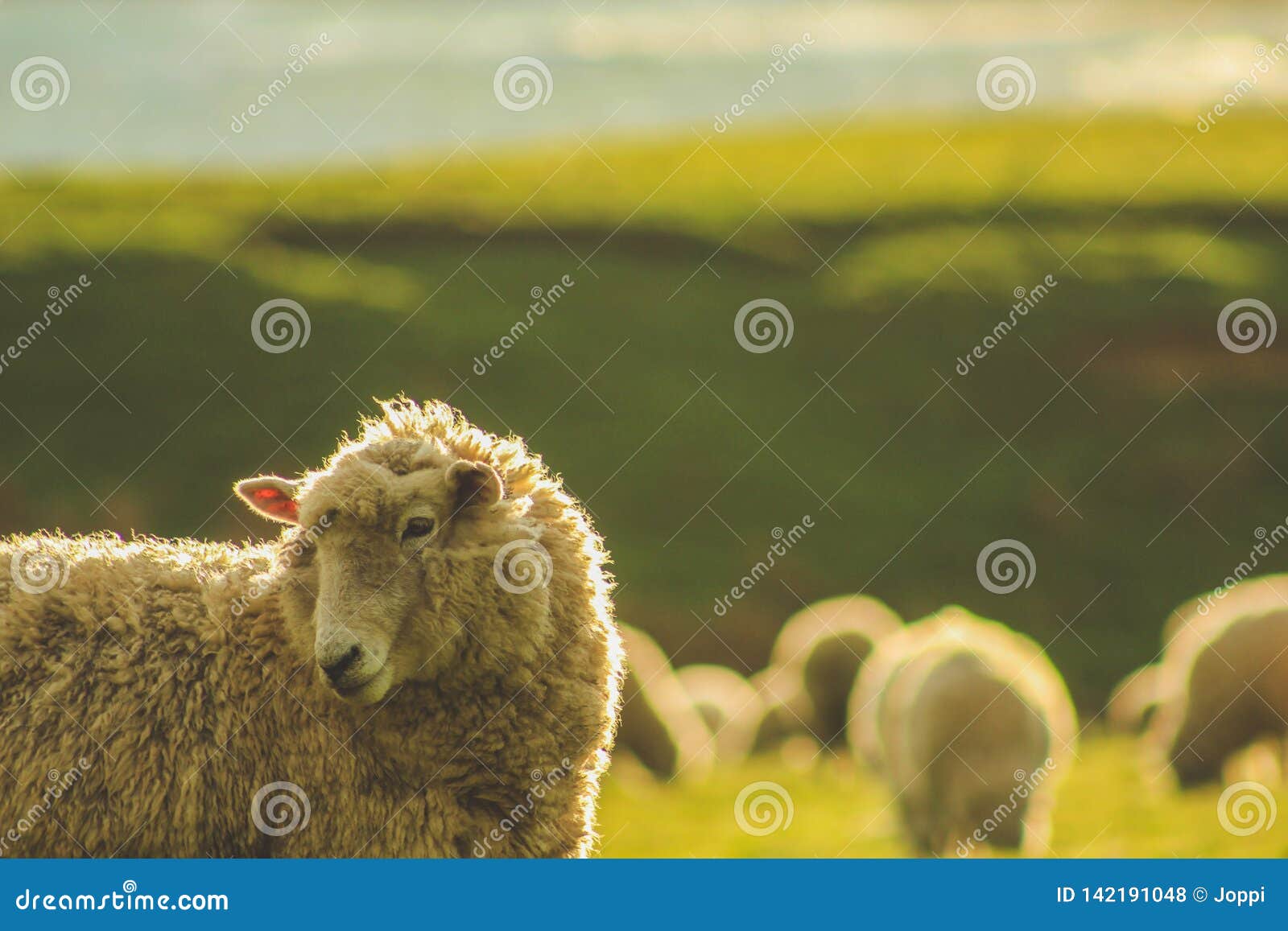 Moutons Sur Un Champ Vert Au Point De Pente Pendant Le