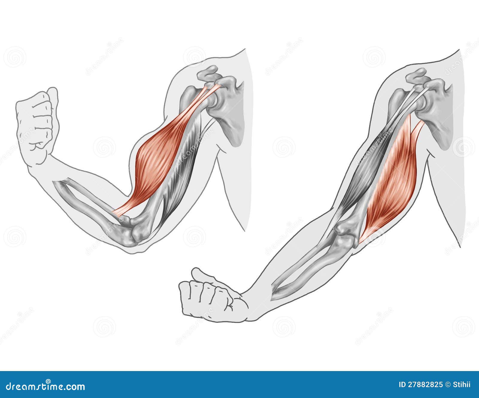 Movement of the Arm and Hand Muscles Stock Illustration - Illustration of  forearm, angular: 27882825