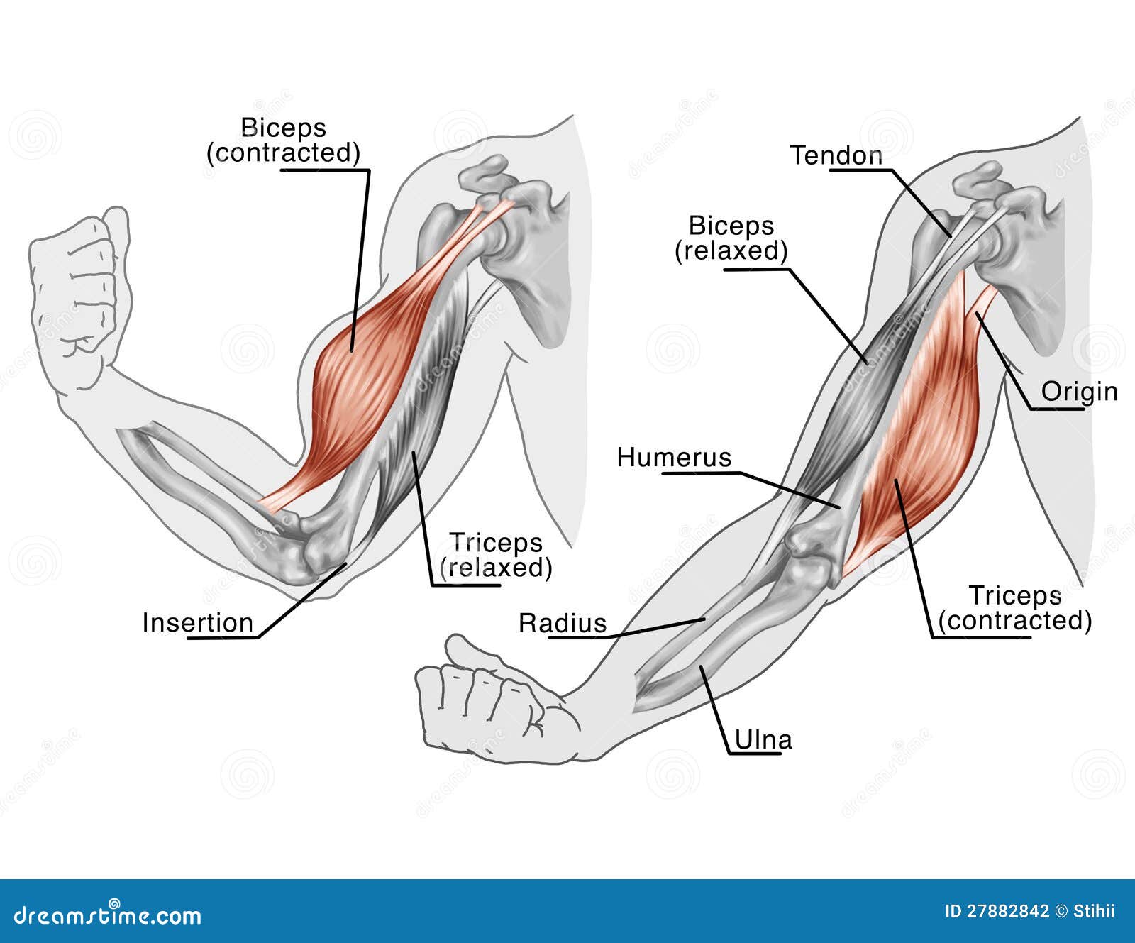 Biceps Triceps Movement Arm Stock Illustrations – 86 Biceps Triceps  Movement Arm Stock Illustrations, Vectors & Clipart - Dreamstime