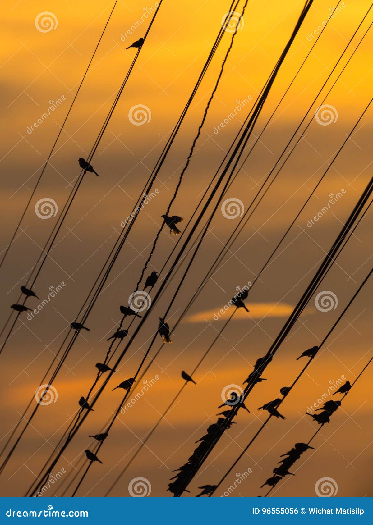 Movement of Birds stock photo. Image of tail, abstract 96555056