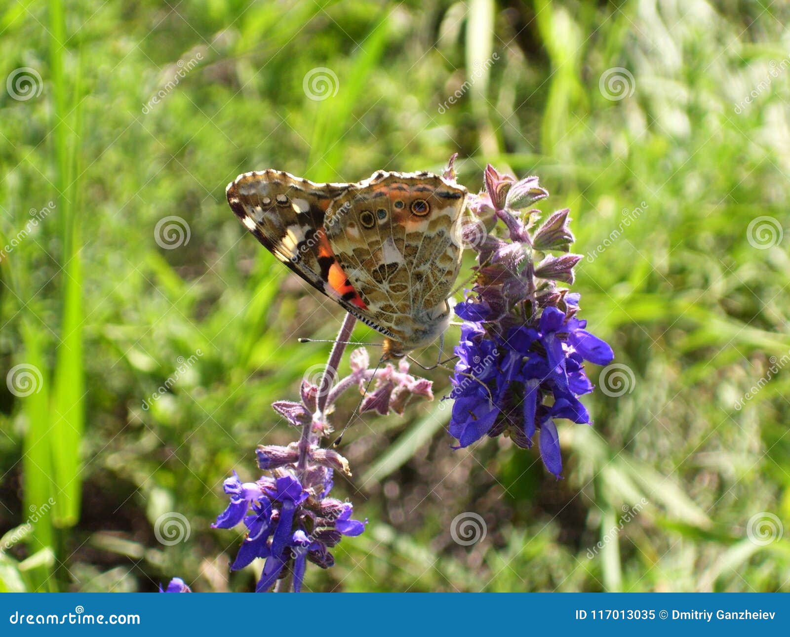 Movimento da borboleta imagem de stock. Imagem de jardim - 117013035