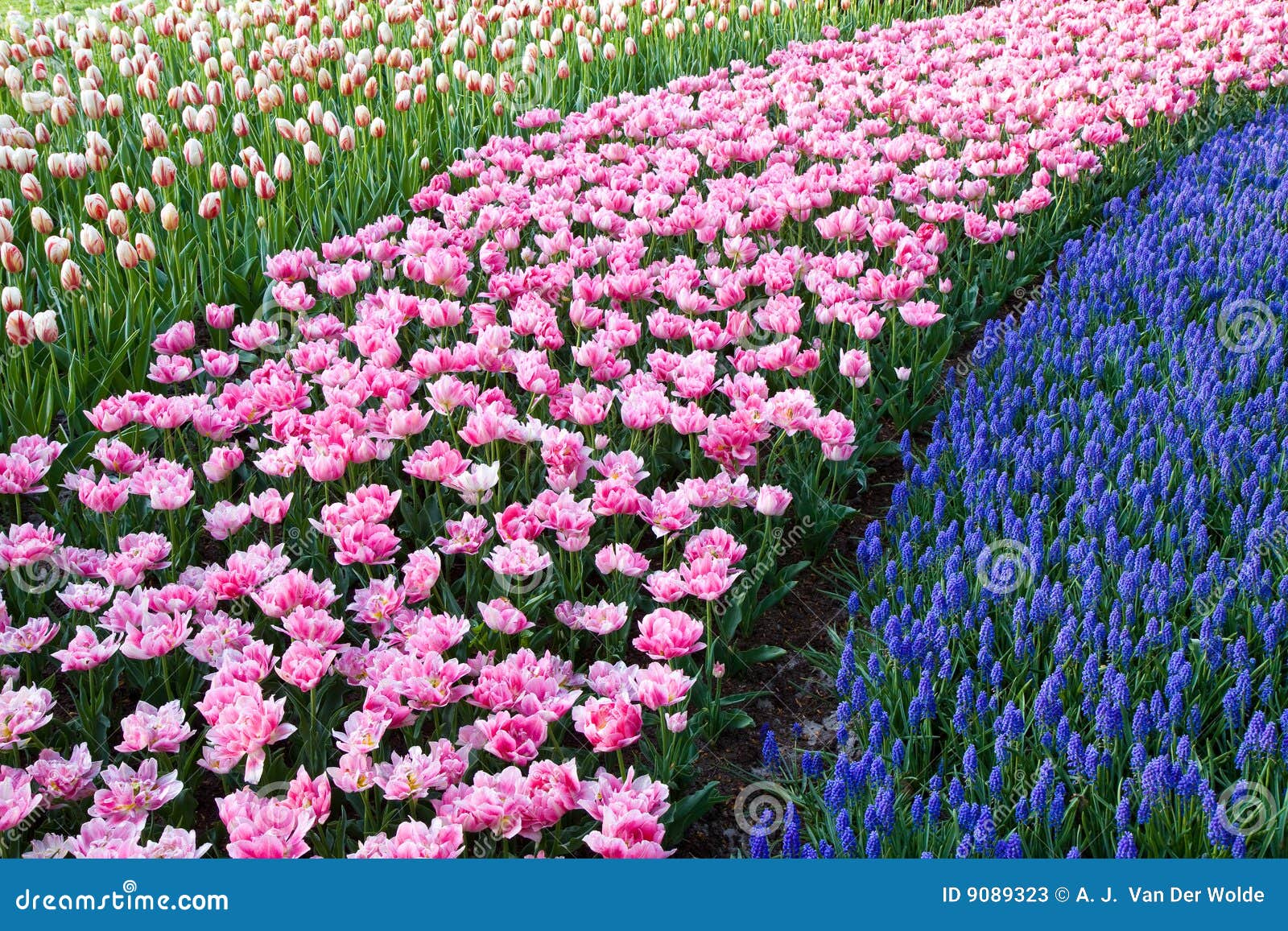 Movimientos Coloridos De Flores Imagen de archivo - Imagen de cama,  holandés: 9089323