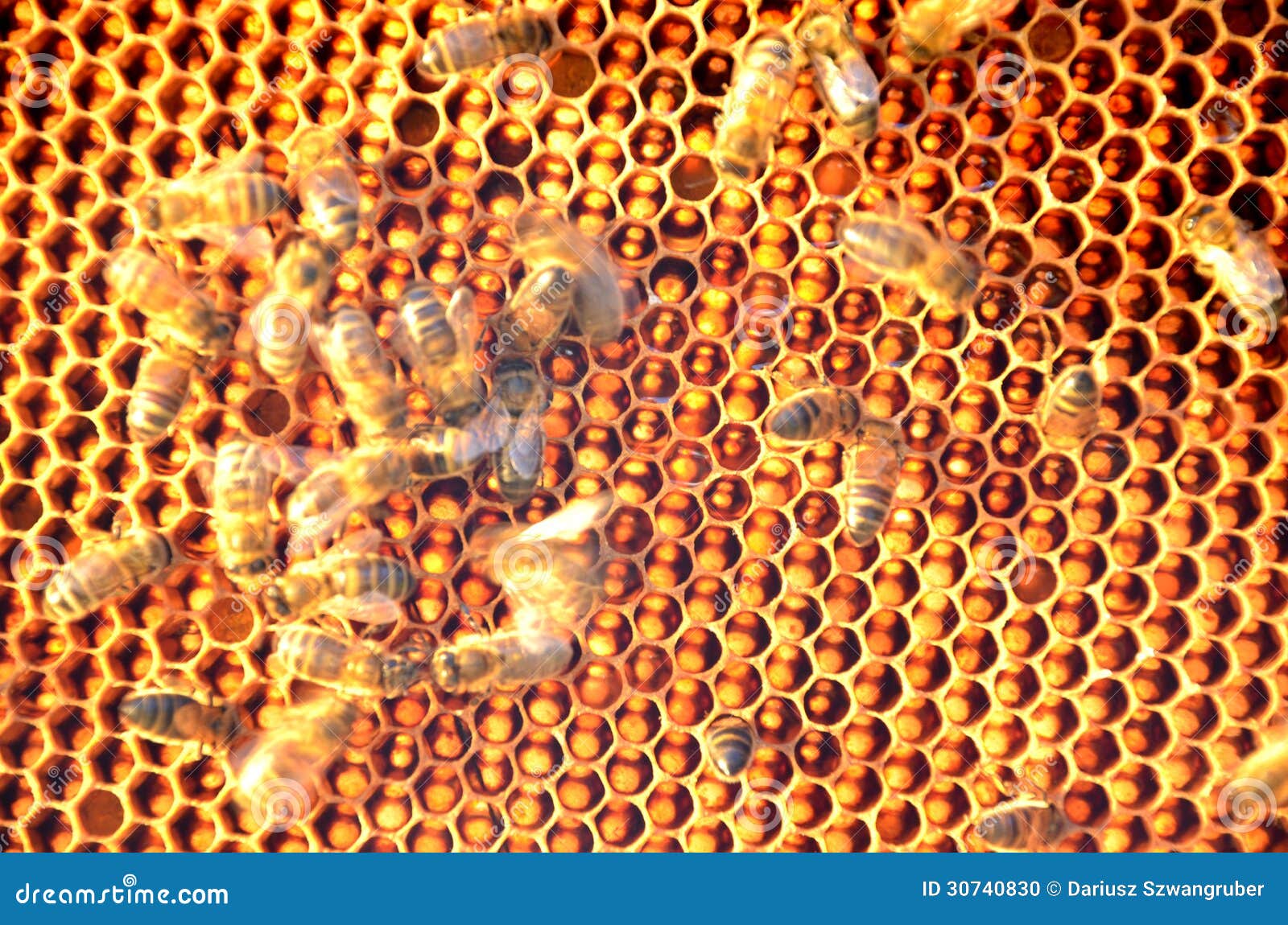 Moving Bees On Wooden Board Of Beehive Stock Image
