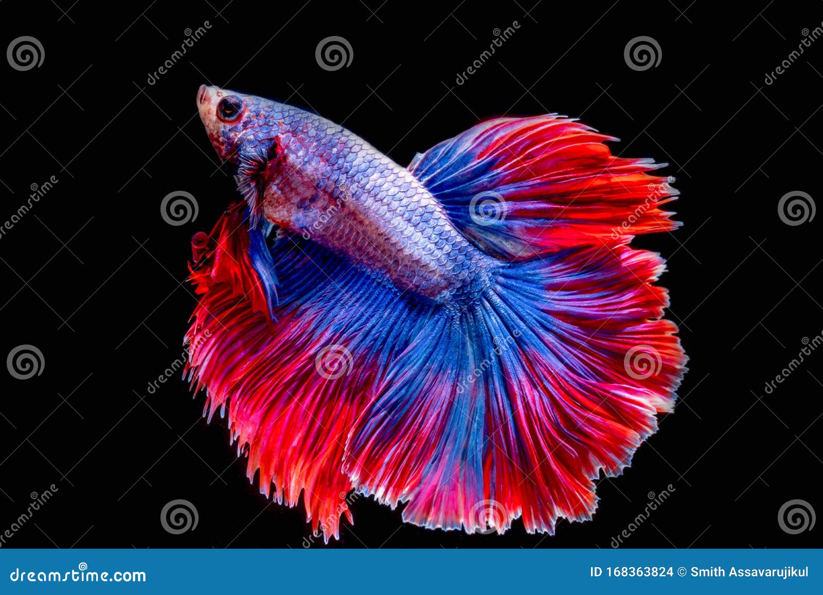 Halfmoon betta fish with blue and red stripes 1421465 Stock Photo at  Vecteezy