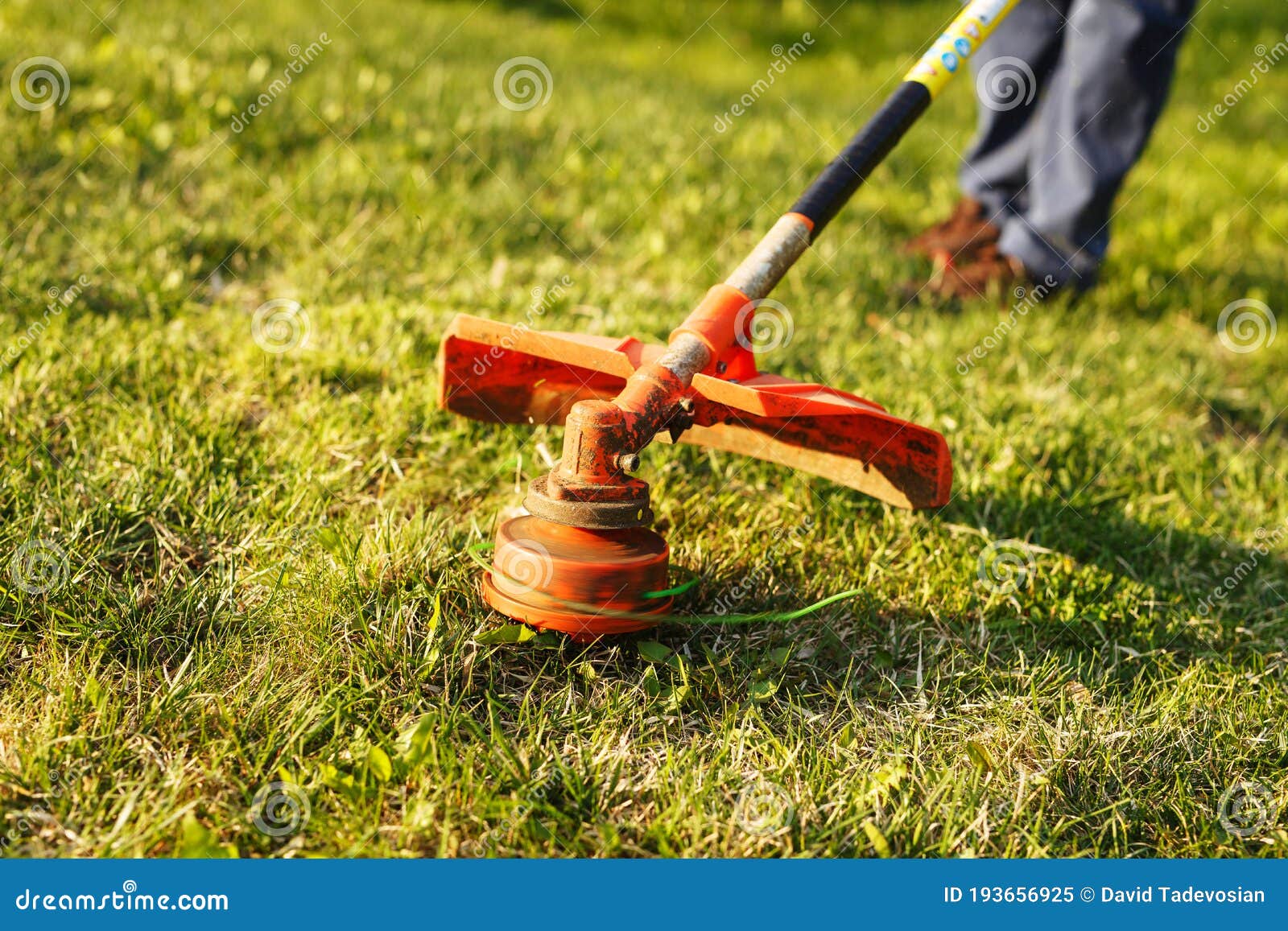 Mowing Trimmer Worker Cutting Grass in Green Yard at Sunset Stock