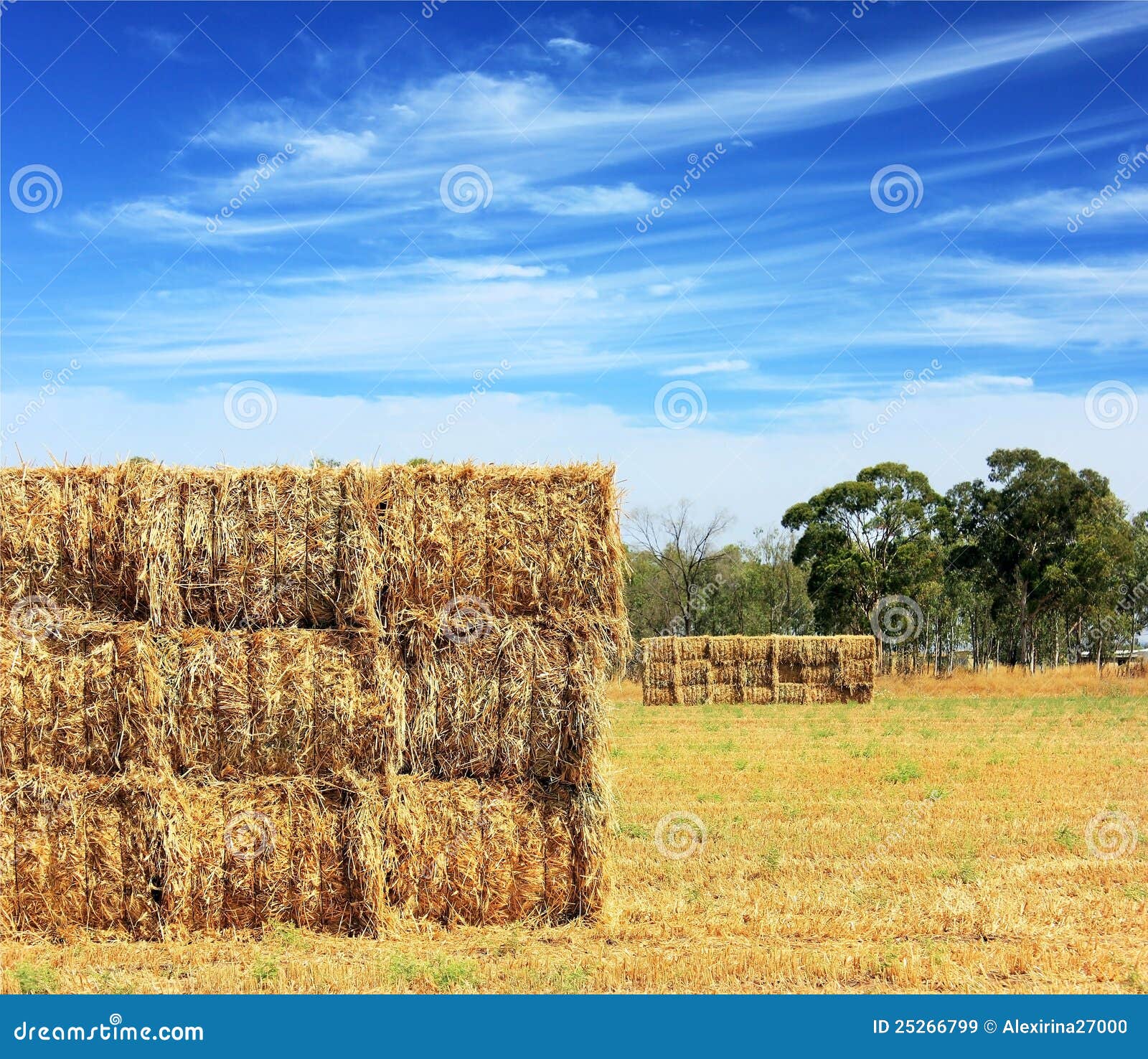 Mown Hay Harvested in Large Briquettes Stock Image Image of gold