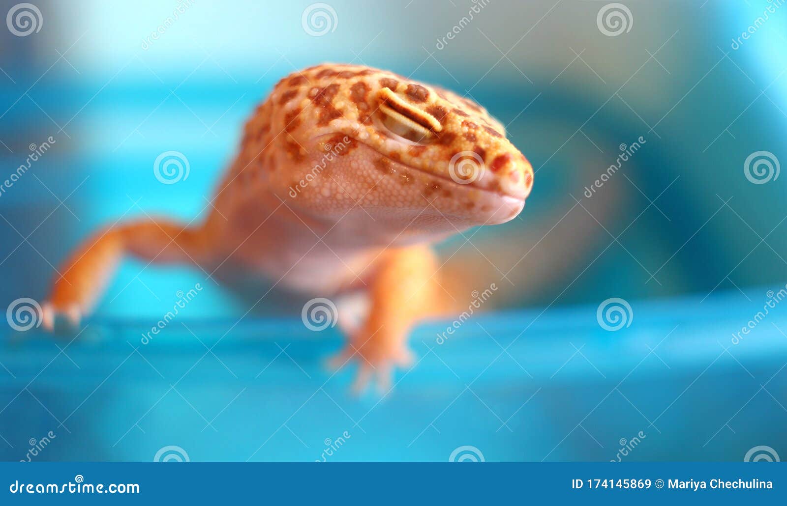 picture Smiling Lizard Couple https www dreamstime com mr smile lizard breed spotted eublefar tangerine leopradic gecko swimming happy smiling image174145869
