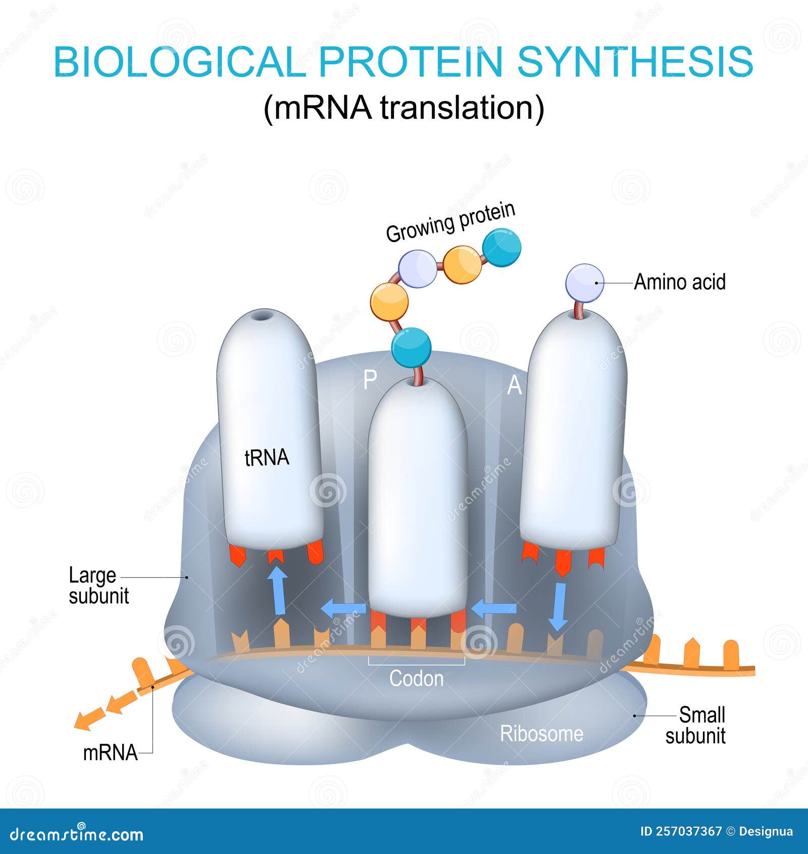 mrna translation and the synthesis of proteins by a ribosome