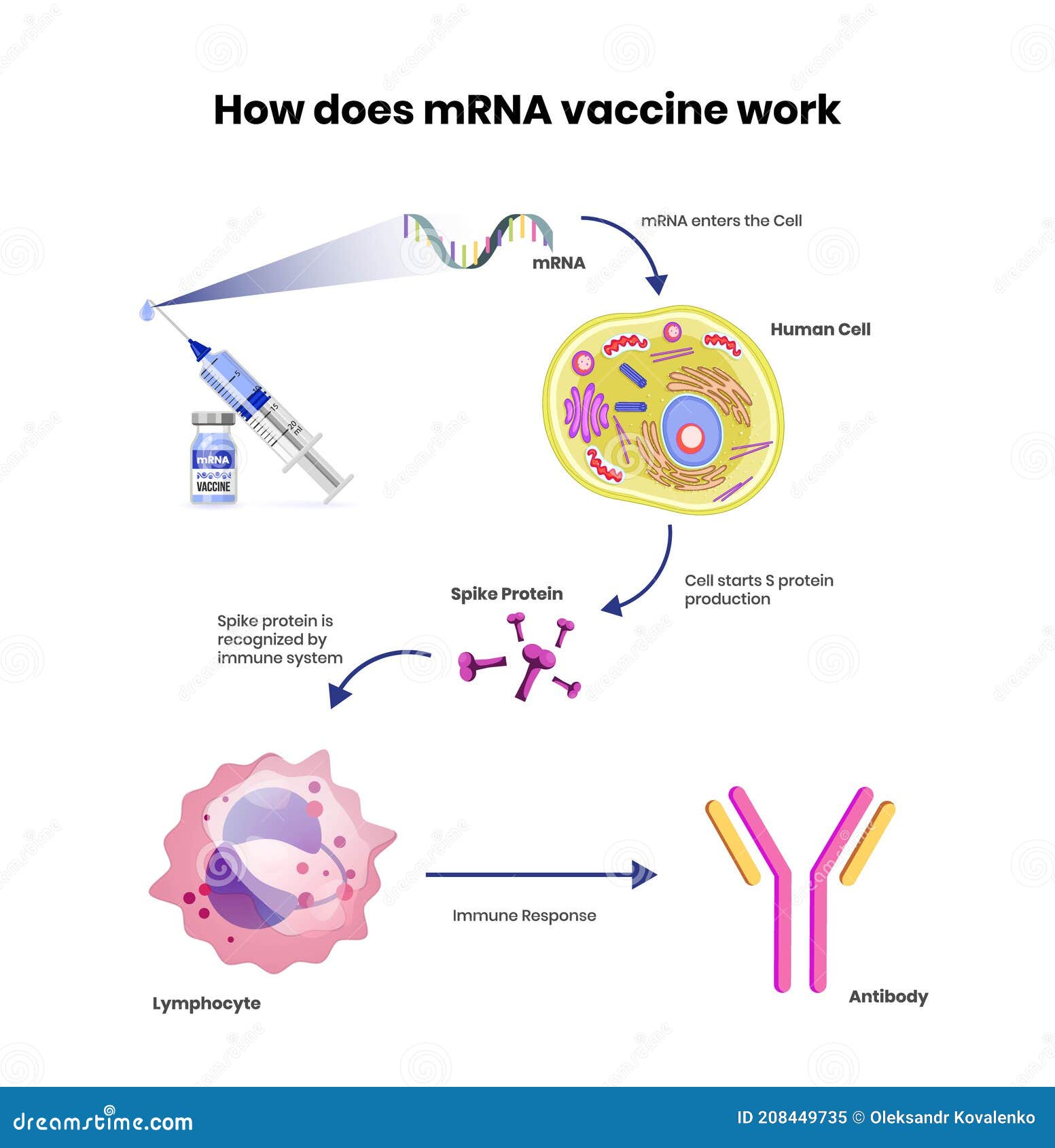 Рнк вакцины. РНК-вакцина. МРНК вакцина. МРНК вакцины от коронавируса. Вектор вакцина РНК.