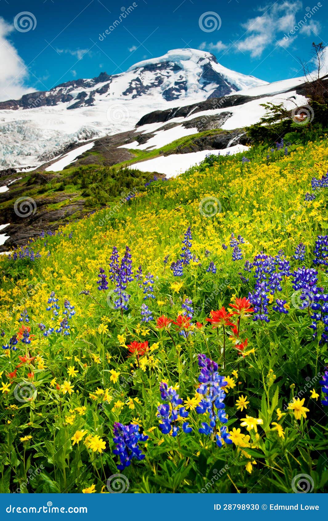 mt. baker and wildflowers