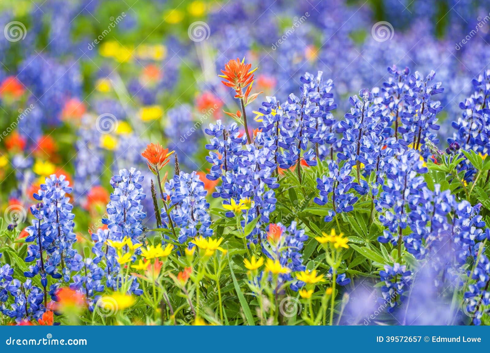 mt. baker wildflowers