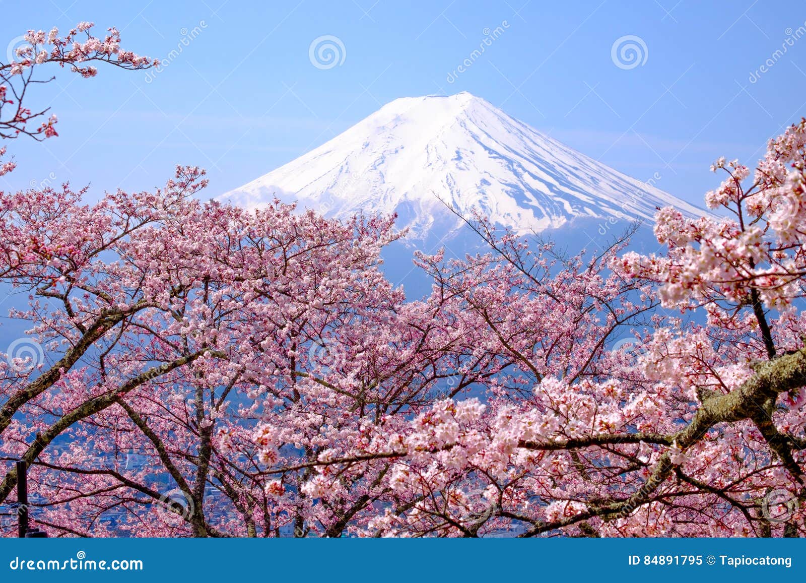 mt fuji and cherry blossom in japan spring season & x28;japanese cal