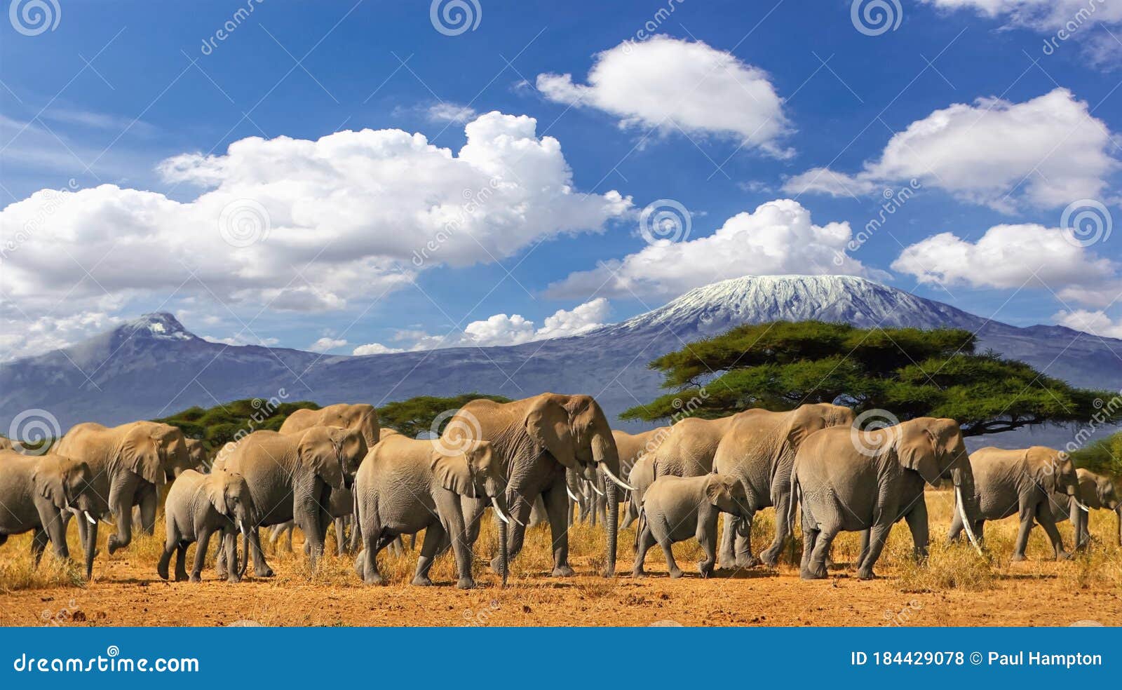 mt kilimanjaro elephant herd tanzania kenya africa