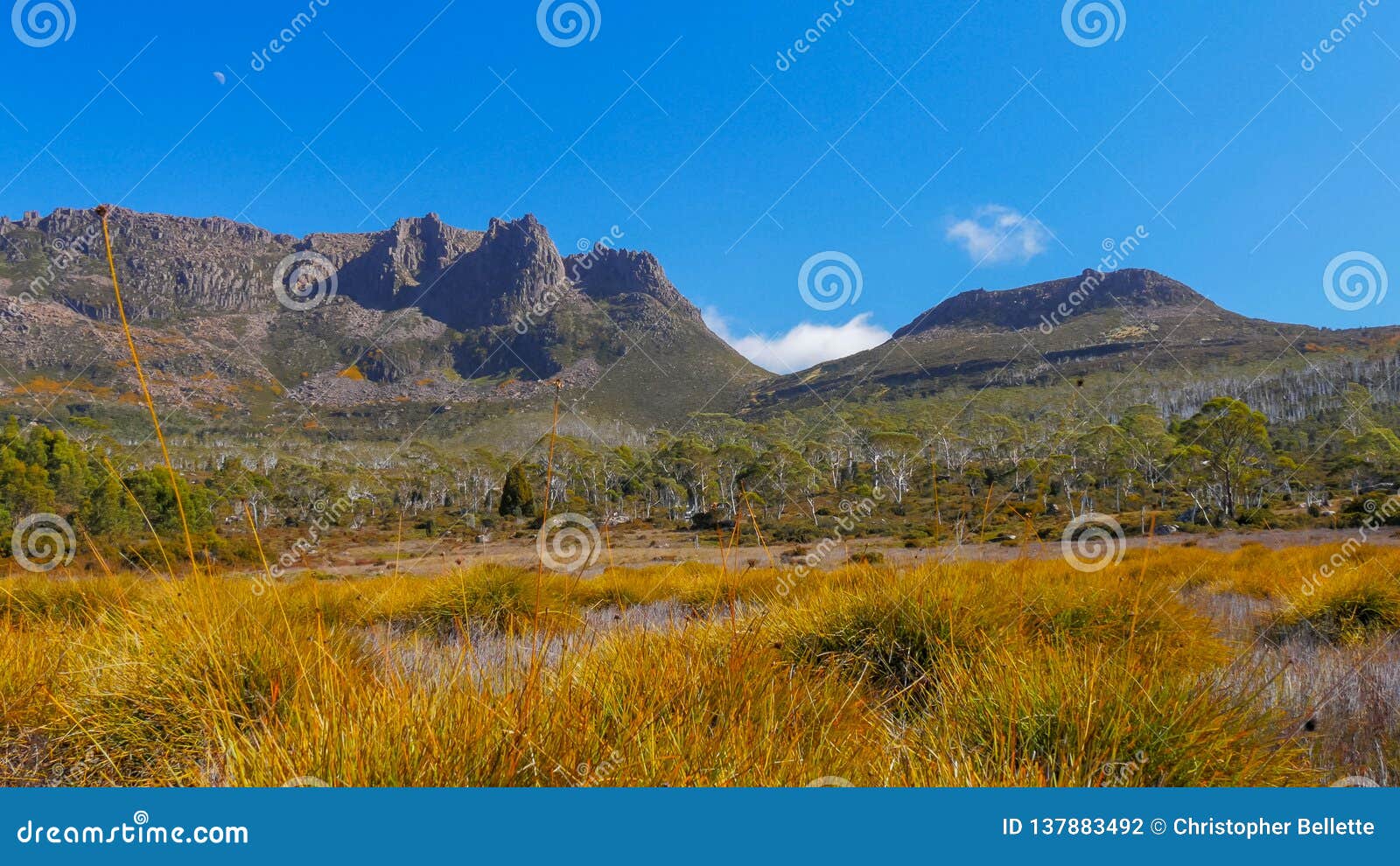 mt ossa and buttongrass plants on the overland track