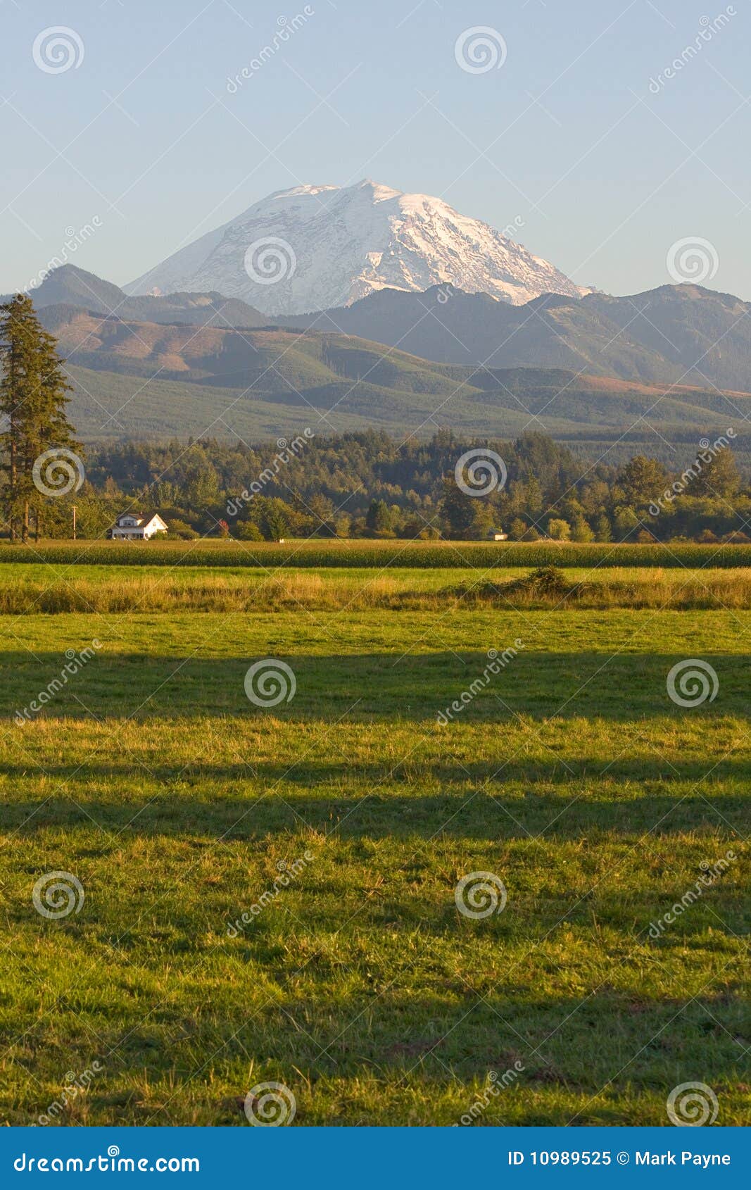Mt Rainier Farmhouse and Field Stock Image Image of enumclaw, pine