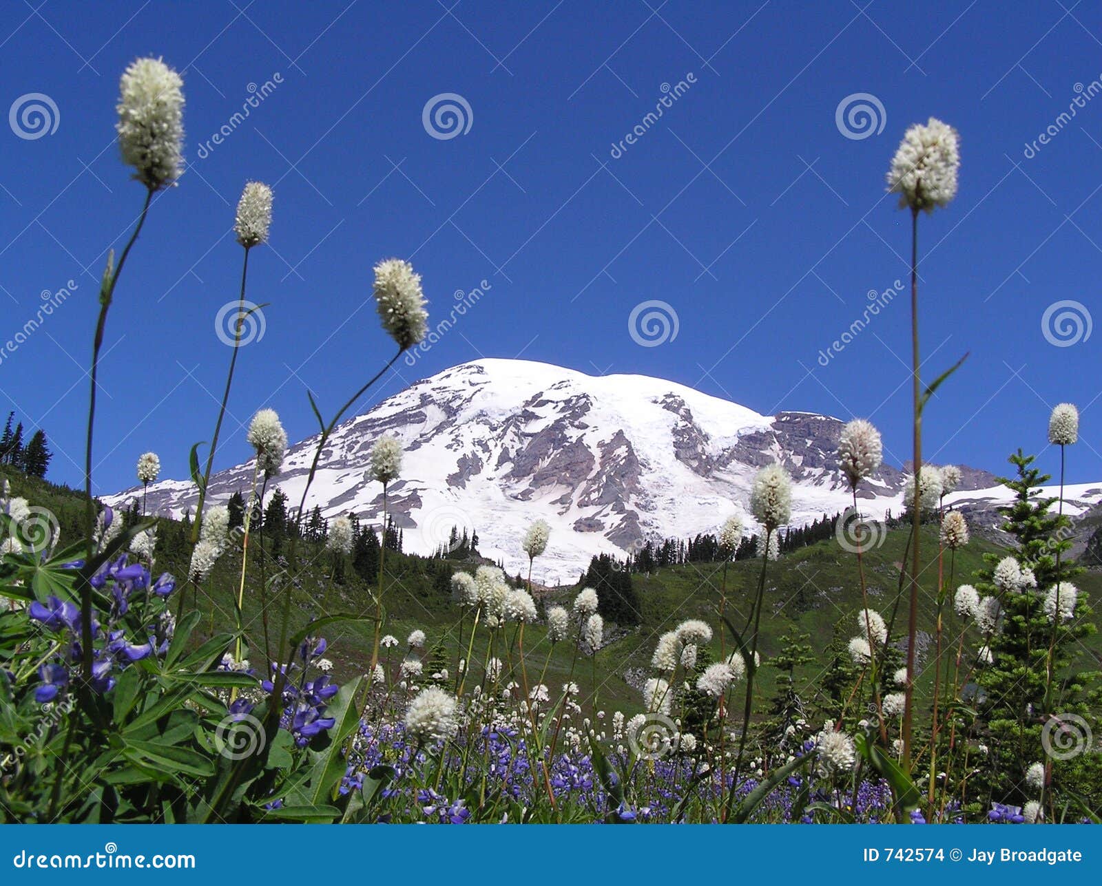 Mt. Rainier in July. stock photo. Image of vacation, national 742574
