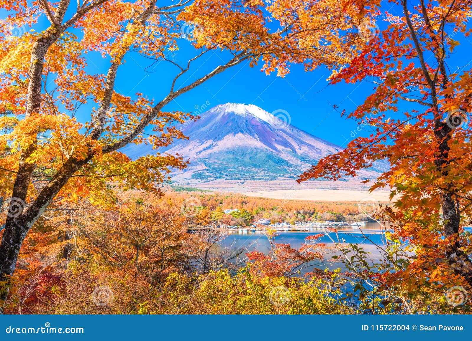 日本枫树，有秋天的叶子照片摄影图片_ID:302827549-Veer图库