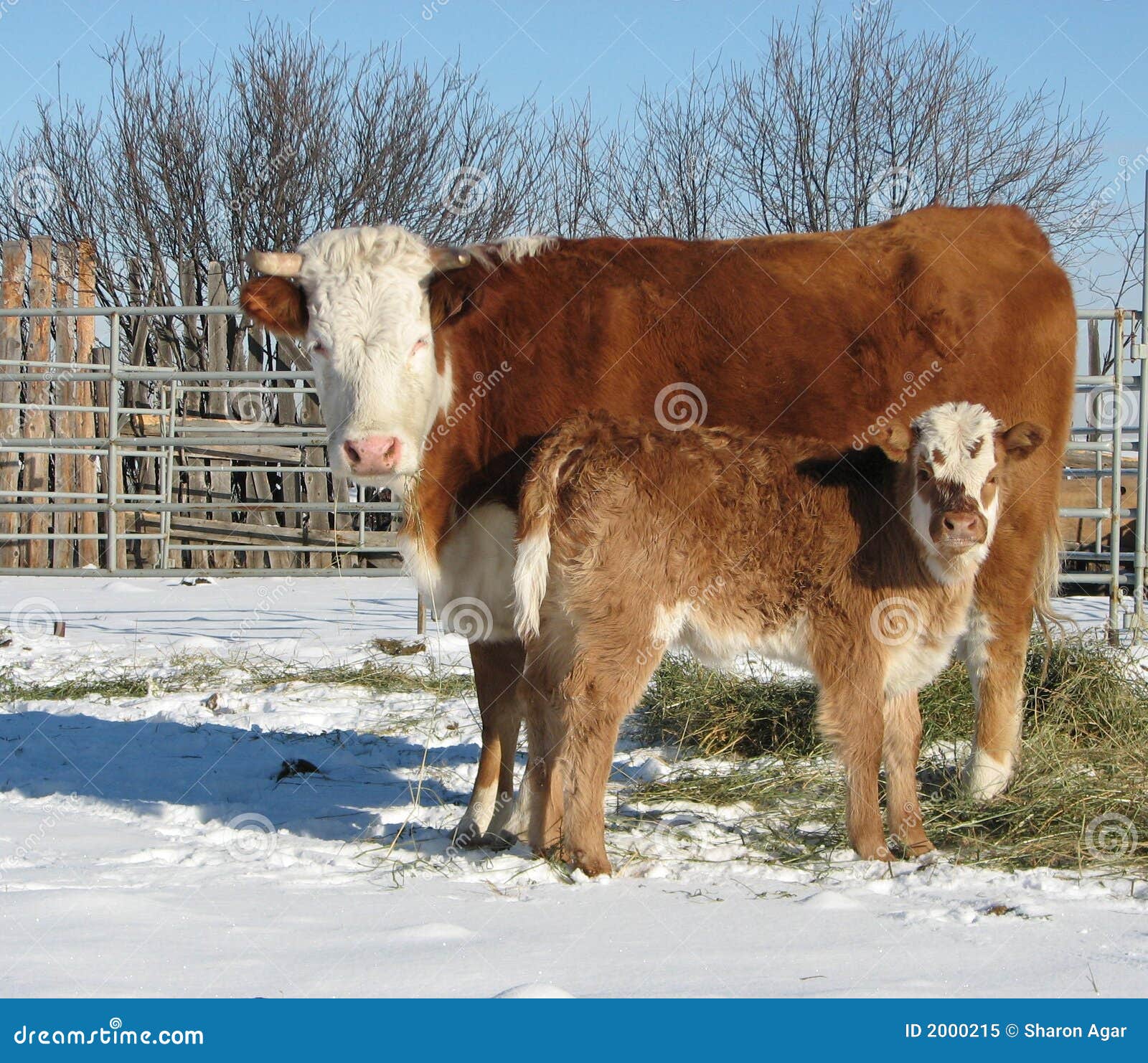 Mucca Carina Maculata In Piedi Nei Colori Pastello Blu E Viola In Stile Cartone Gm1258090088 368904423 - Foto 10