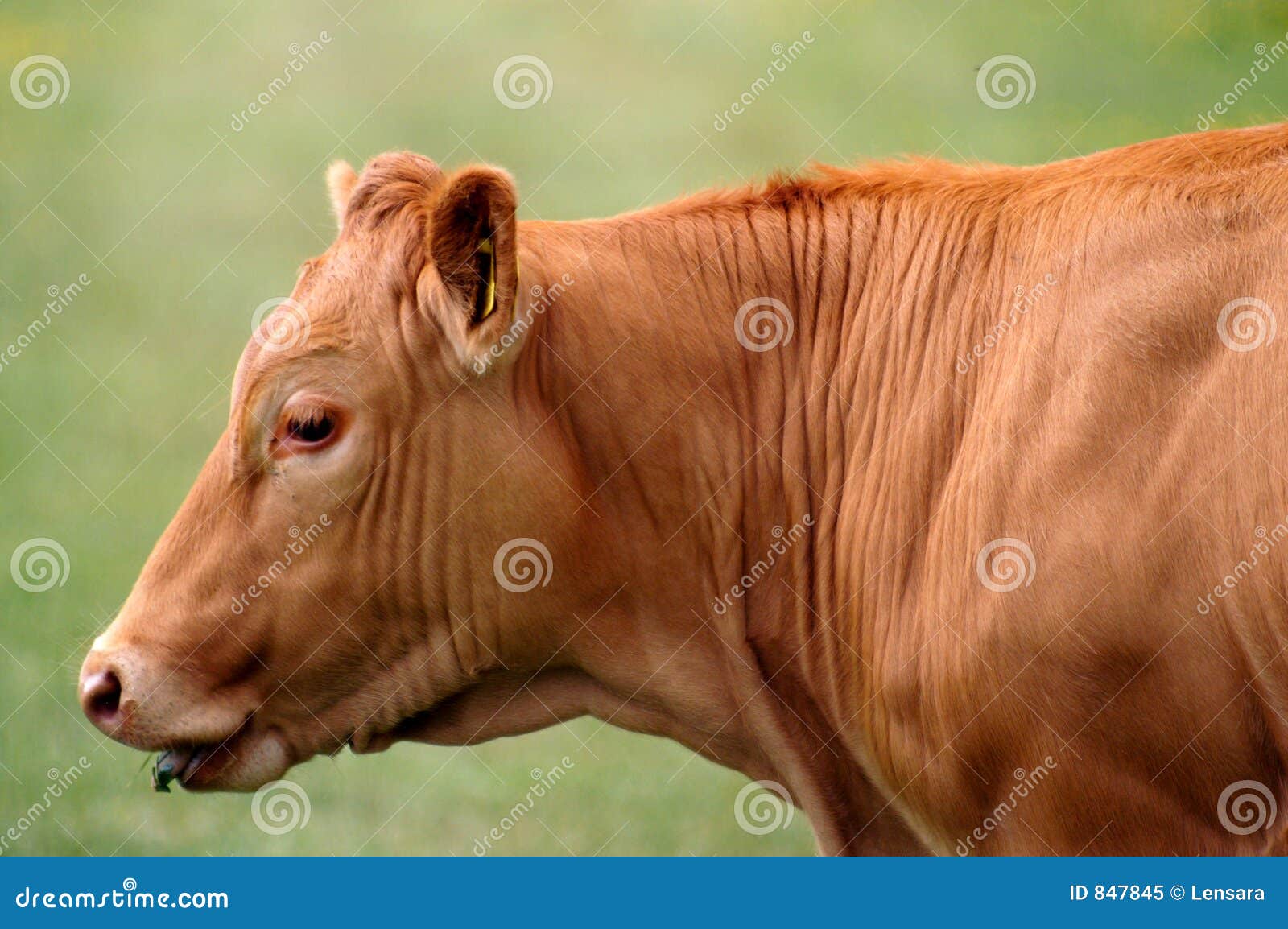 Mucca arrugginita. Mucca di latte nel campo