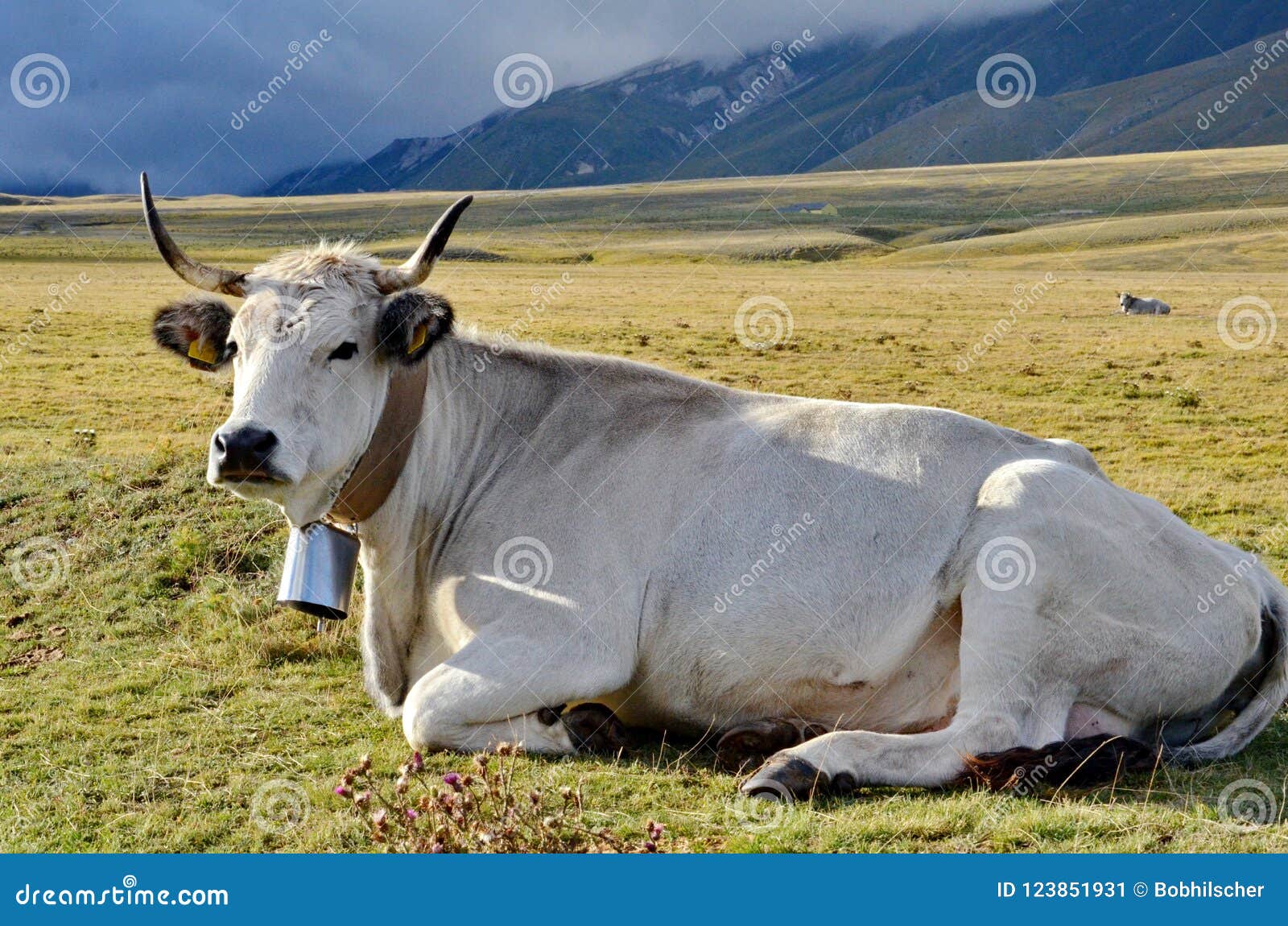 Mucca Bianca Con Il Campanaccio Immagine Stock - Immagine di animale,  grande: 123851931