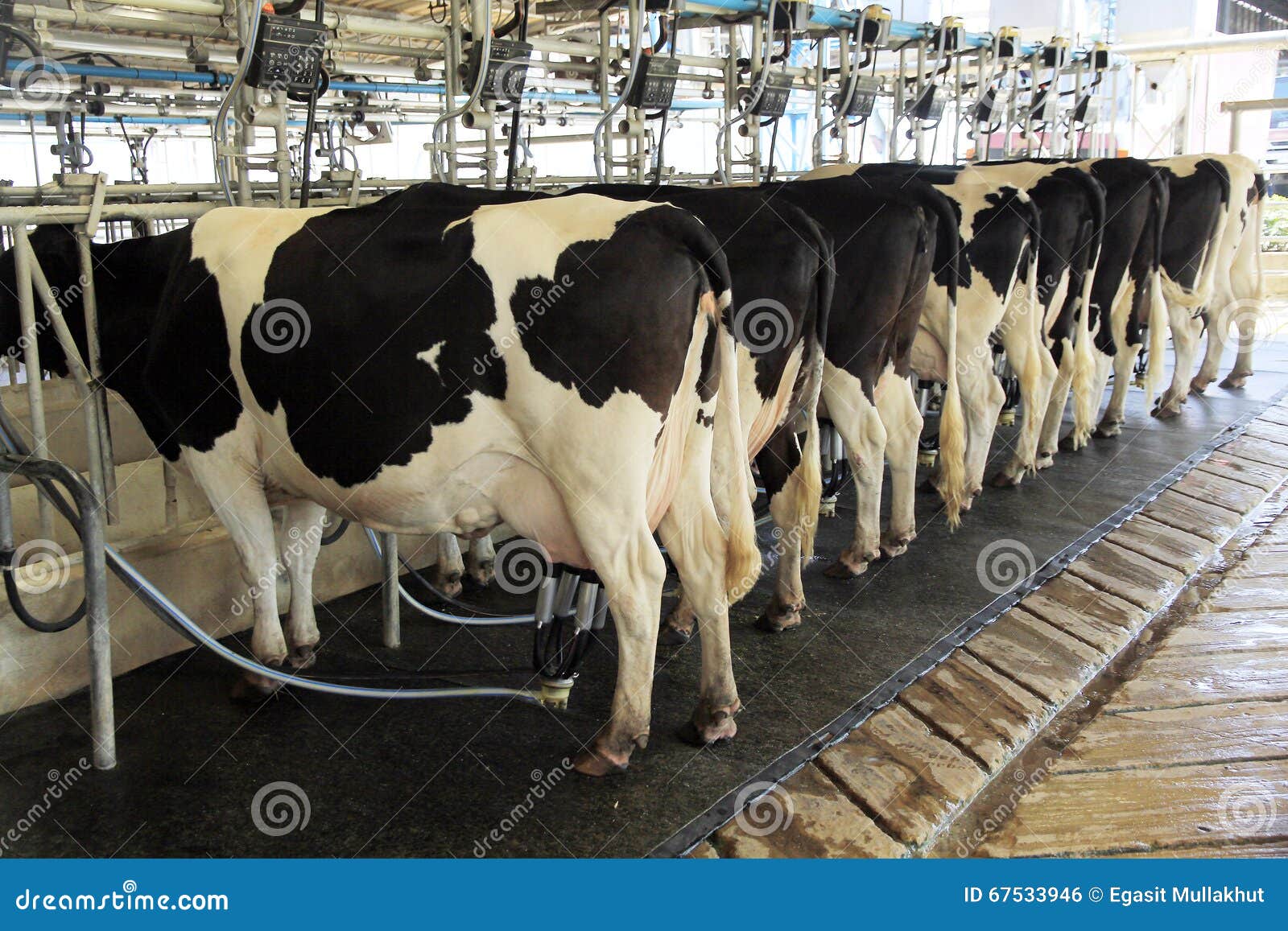 Tazza Per Mungitura Mucca AUNMAS - In Plastica E Acciaio, Design Ergonomico, Per Allevamenti Latte - Foto 12