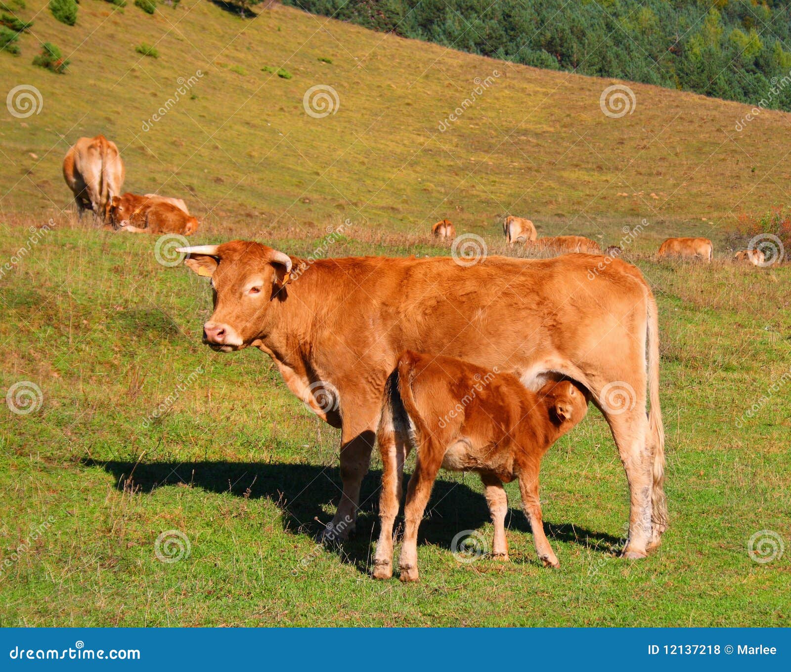 Mucca e vitello nelle montagne. Una mucca della madre che alimenta il suo vitello del bambino