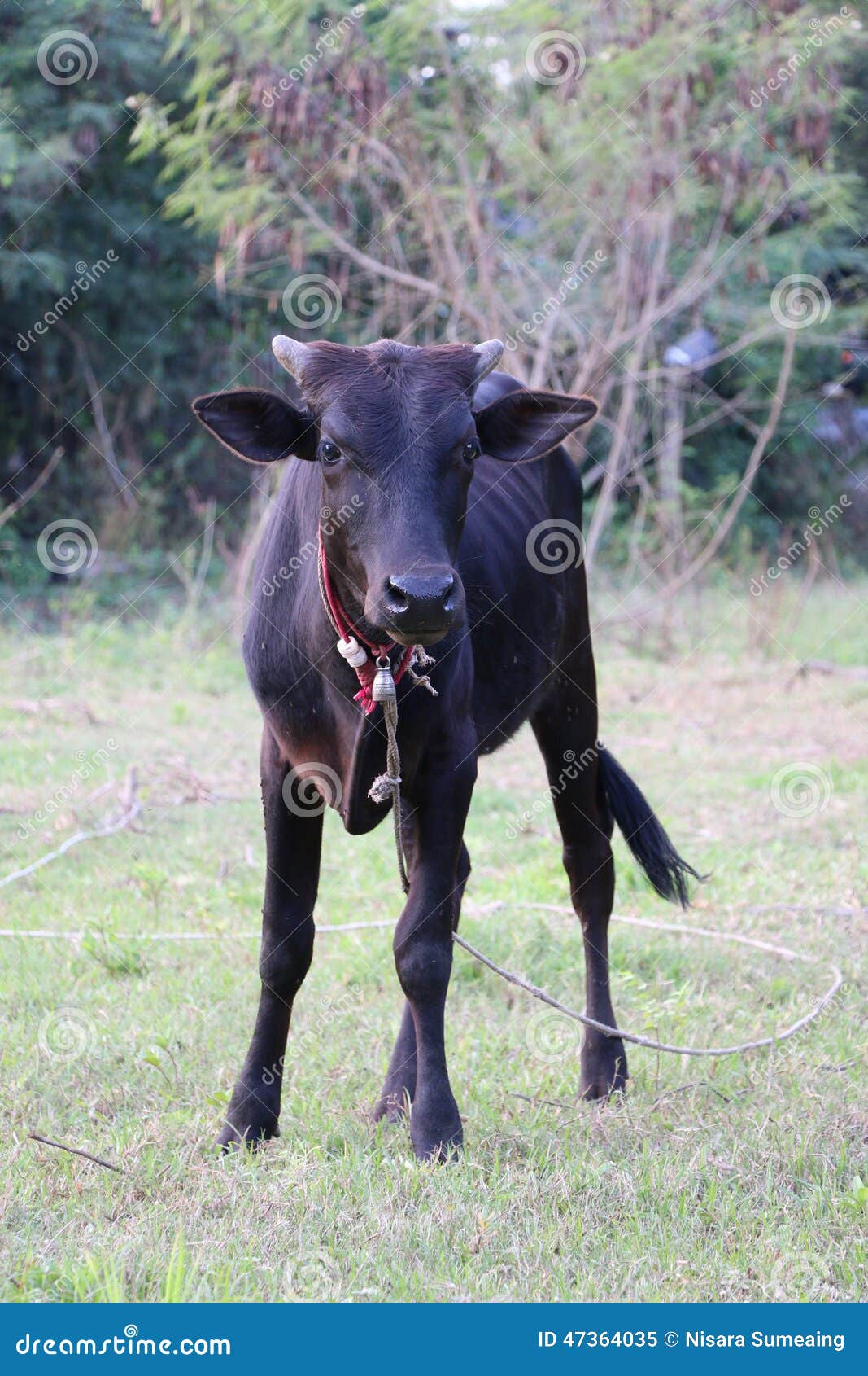 Mucca nel campo. Mucca nera nel campo