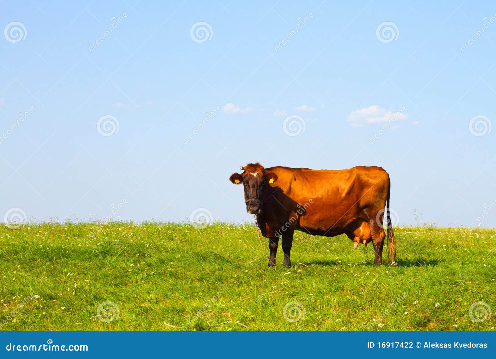 Mucca nel prato. Mucca rossa nel prato verde